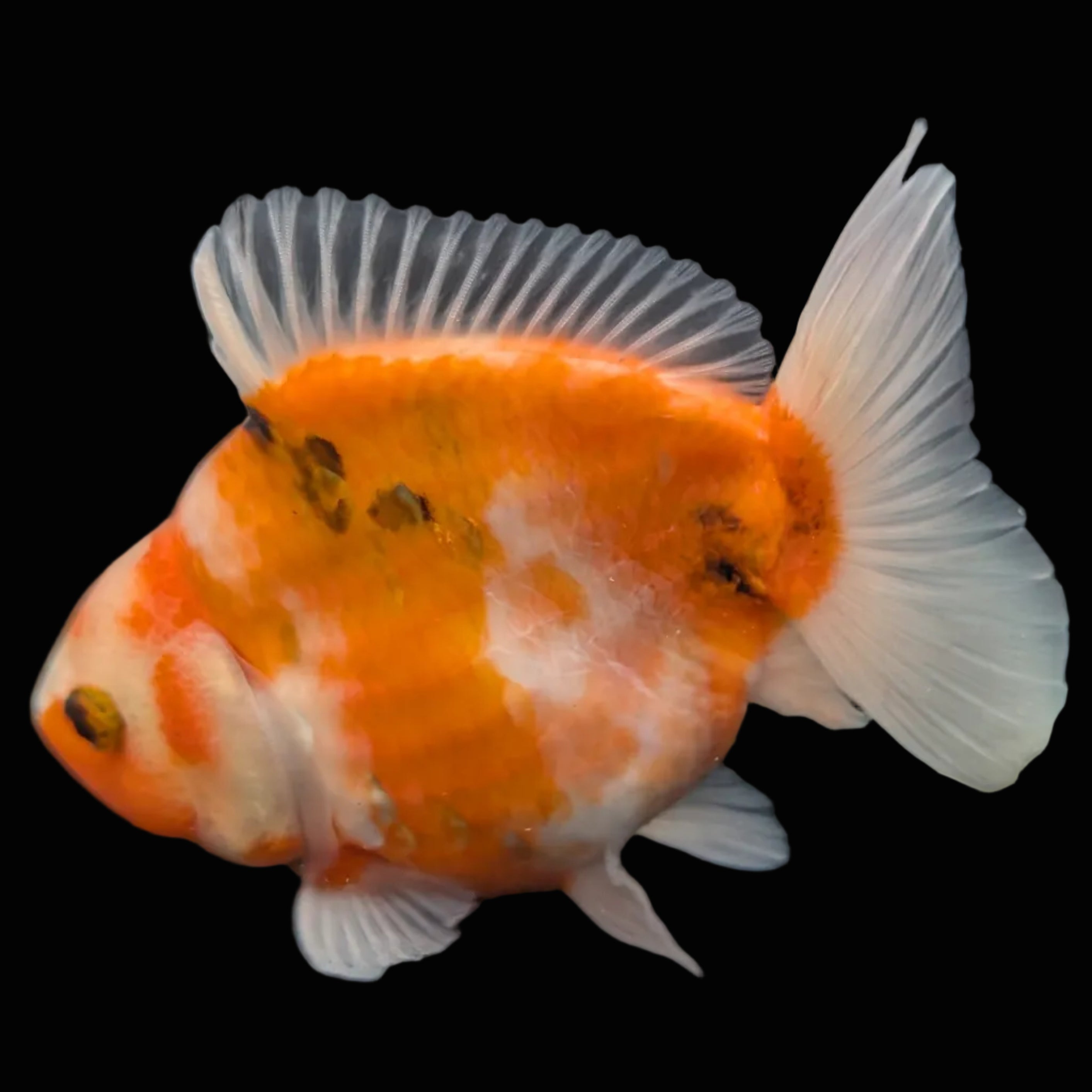 Jumbo Oranda Yuan Bao  Sakura   4"-4.5"in. ID#807SB13A-005