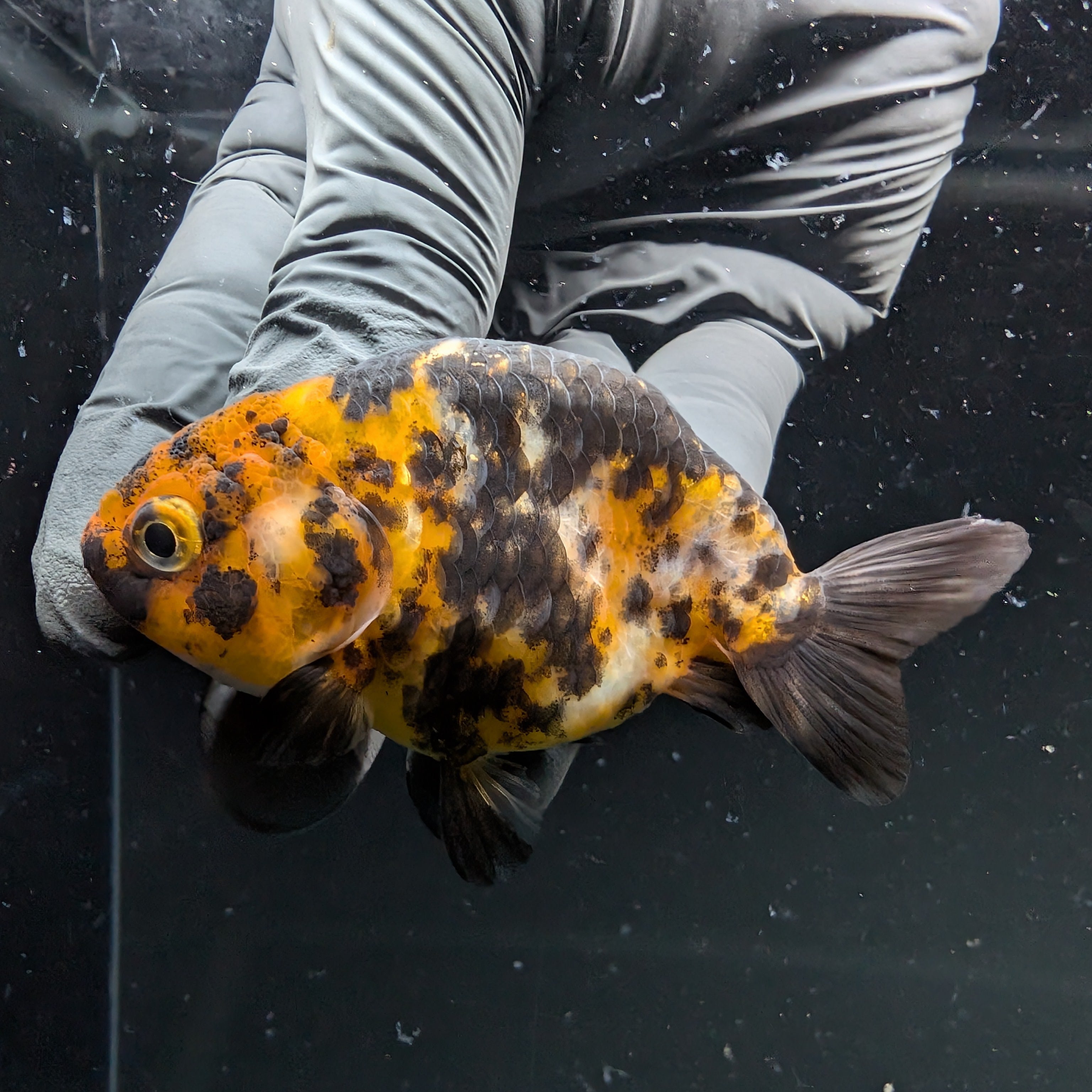 Ranchu Calico 2.5"-3" in. ID#724R4A-033