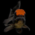 Oranda Red Black 4"-4.5" in. ID#3135A-03