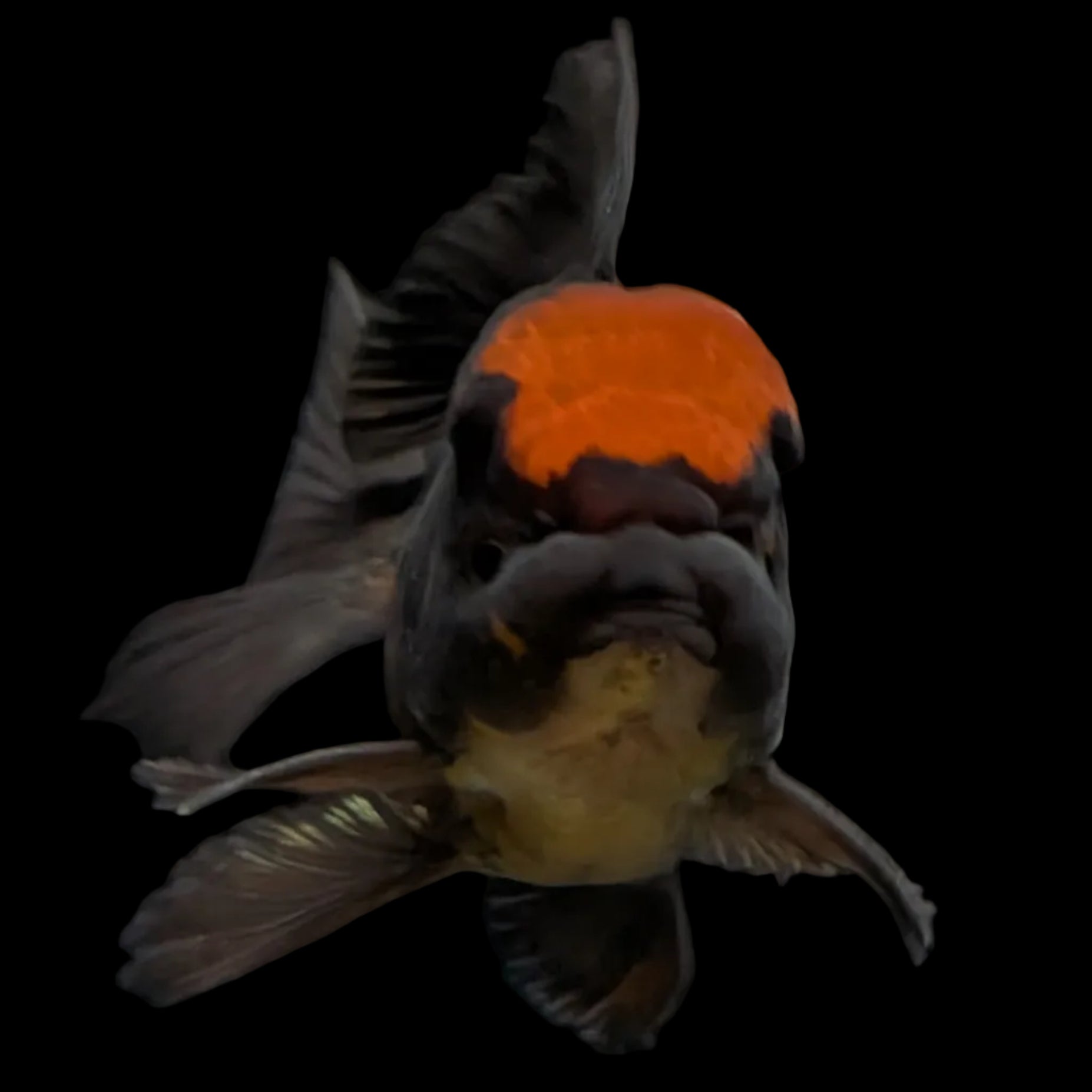 Oranda Red Black 4"-4.5" in. ID#3135A-03