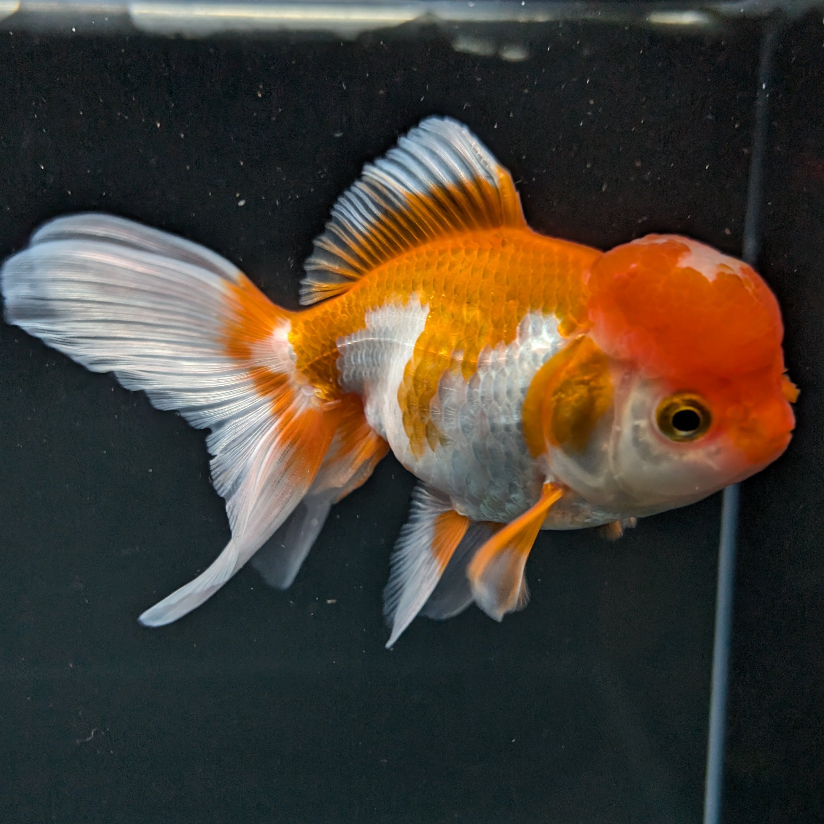 Jumbo Oranda Red White 6.5"-7"in.  ID#522T4B-003