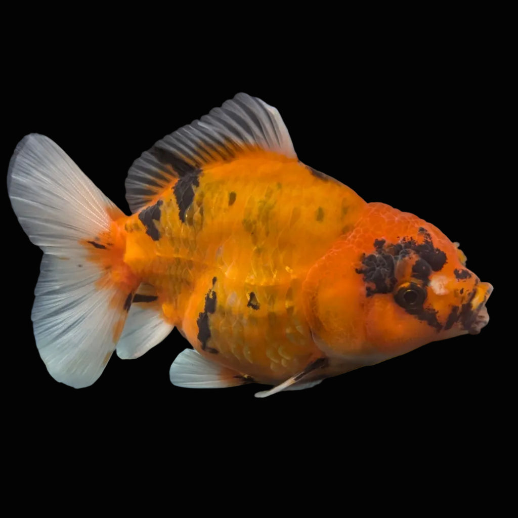 Jumbo Oranda Yuan Bao Calico   4"-4.5"in. ID#807SB13A-007