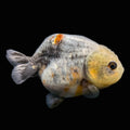 Jumbo Ranchu Calico 3.5"- 4" in. ID#703R8A-007