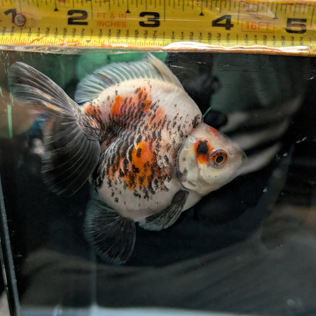 Jumbo Ryukin Short Tail Kirin Calico 4"-4.5" in. ID#3204B-003