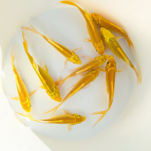 2Pack - Butterfly Yamabuki Ogon Koi 5"-6" in.  *Assorted