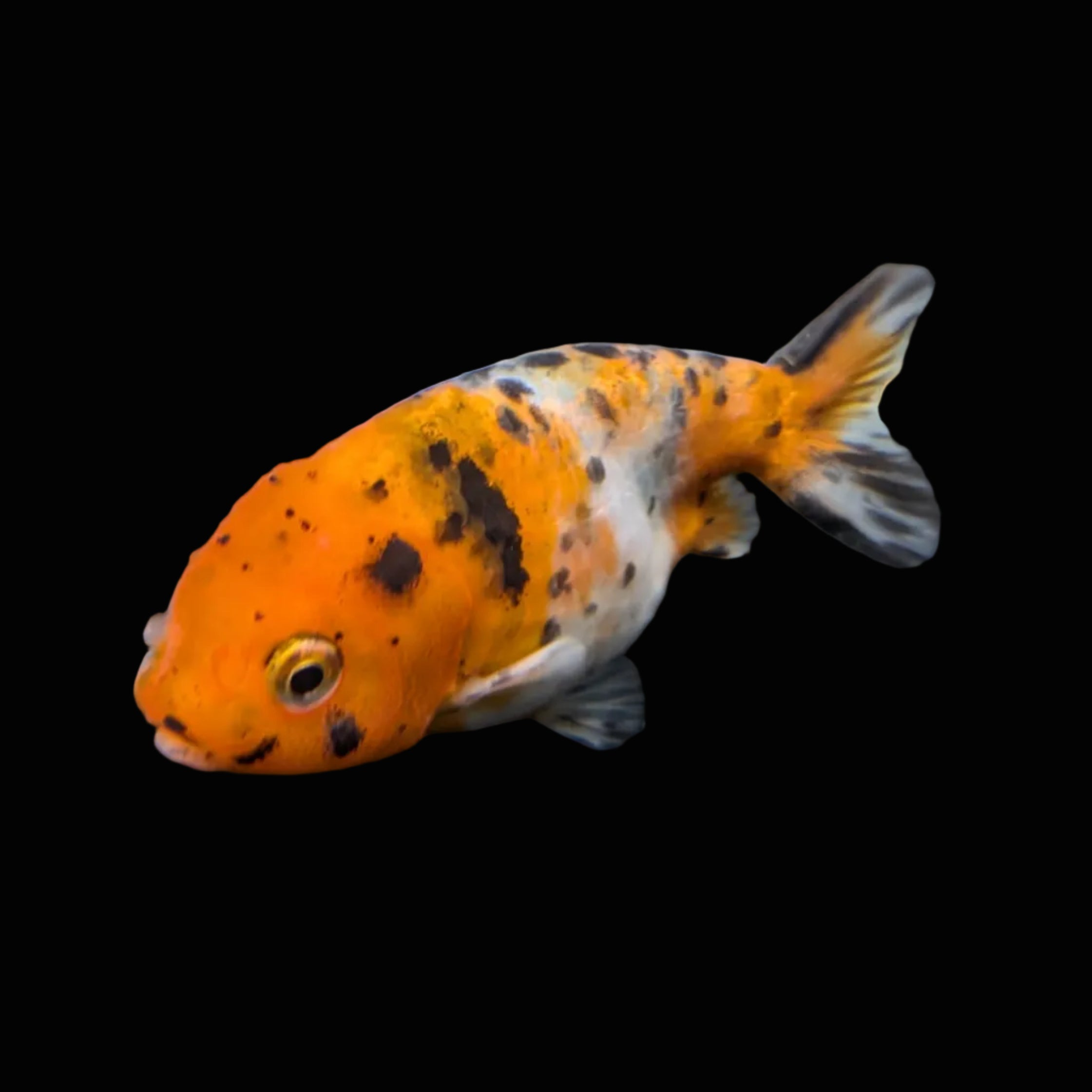 Ranchu Calico 3"-3.5" in. ID#417R13A-004