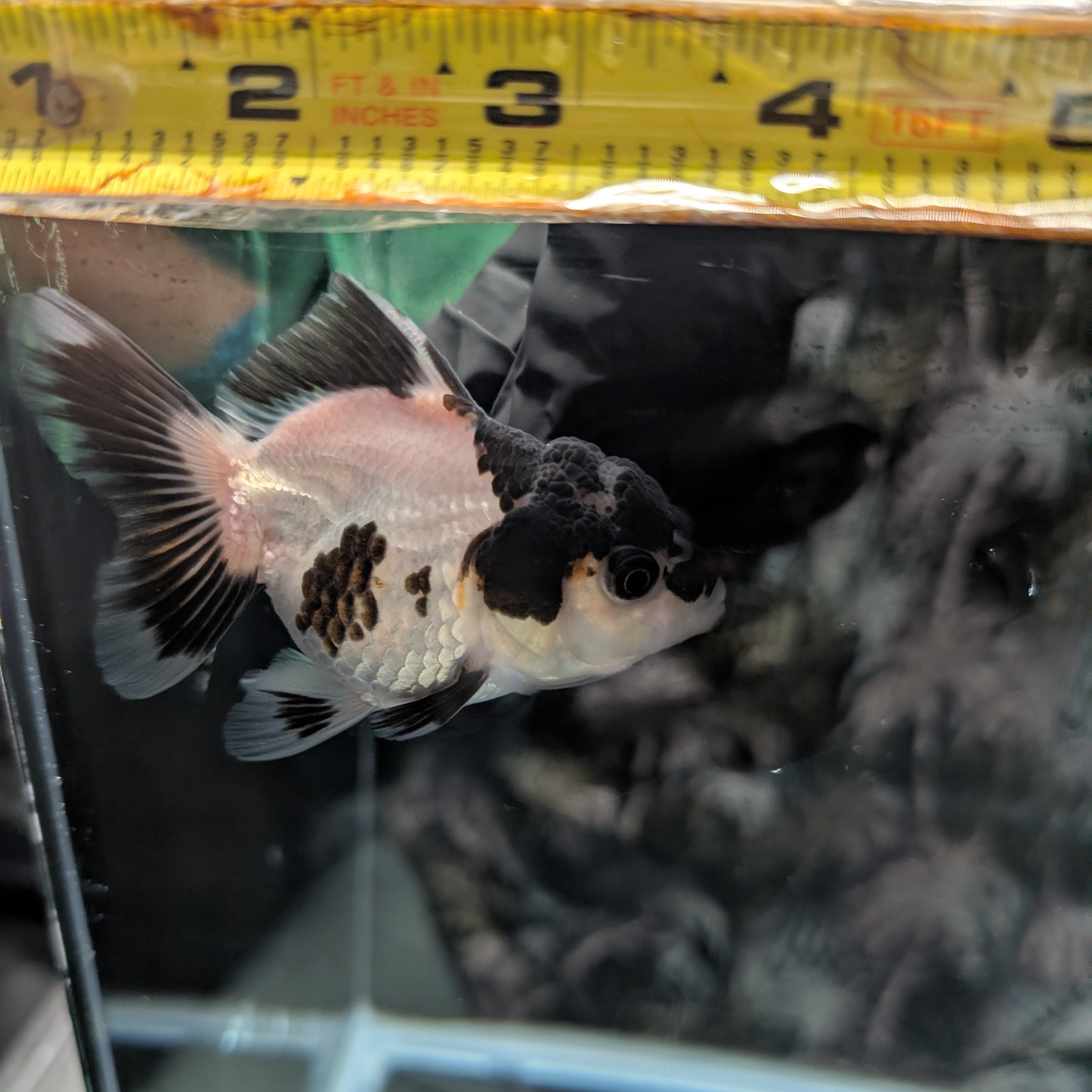 Juvenile Oranda Panda 3.5"-4" in.  ID#320T13b-007