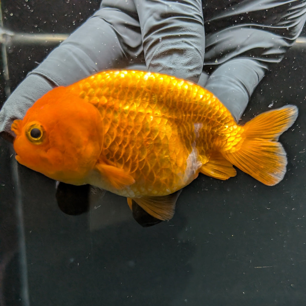 Ranchu Red White 3.5"-4"in. ID#828R4A-024