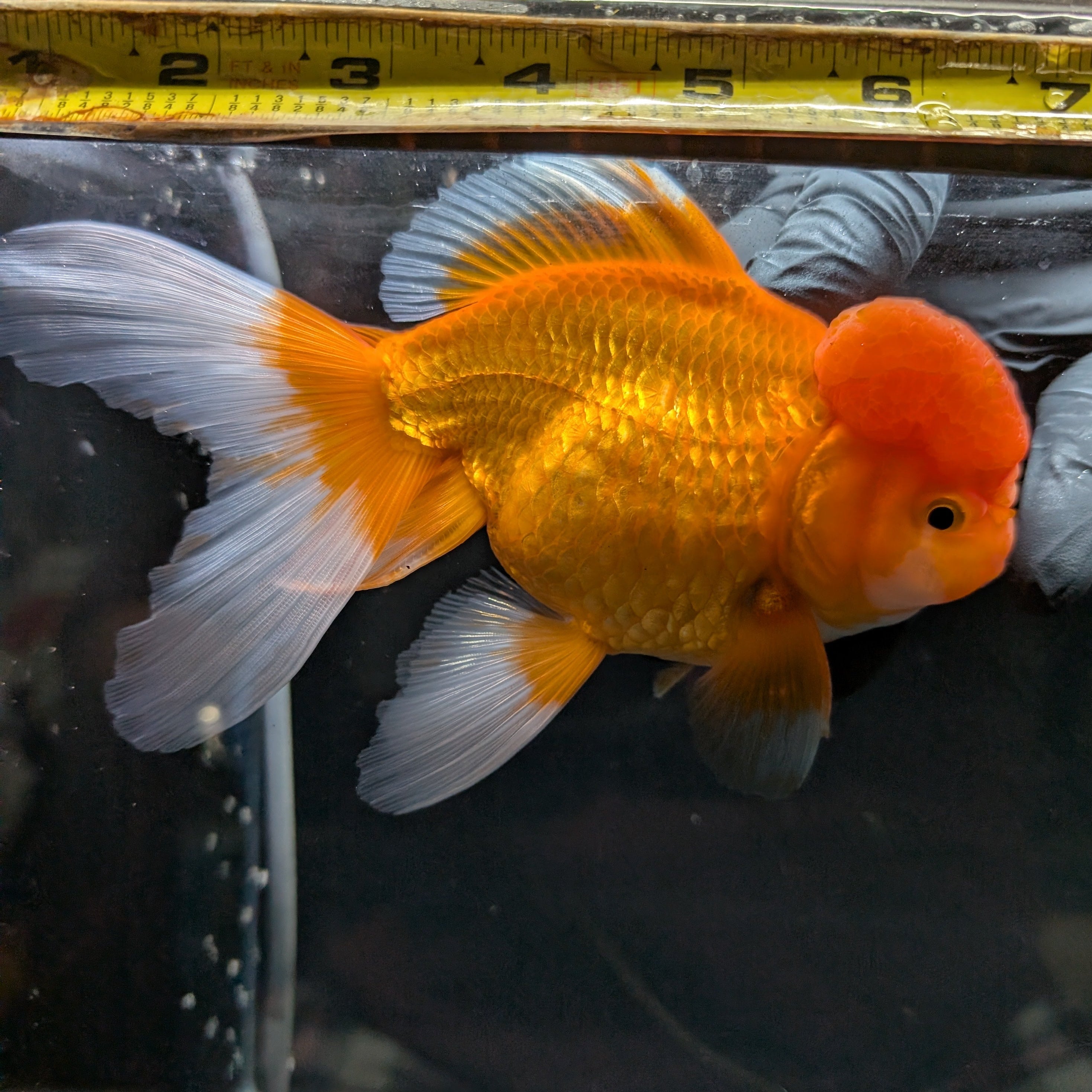 Jumbo Oranda Red White 6.5"-7"in.  ID#515T5B-001