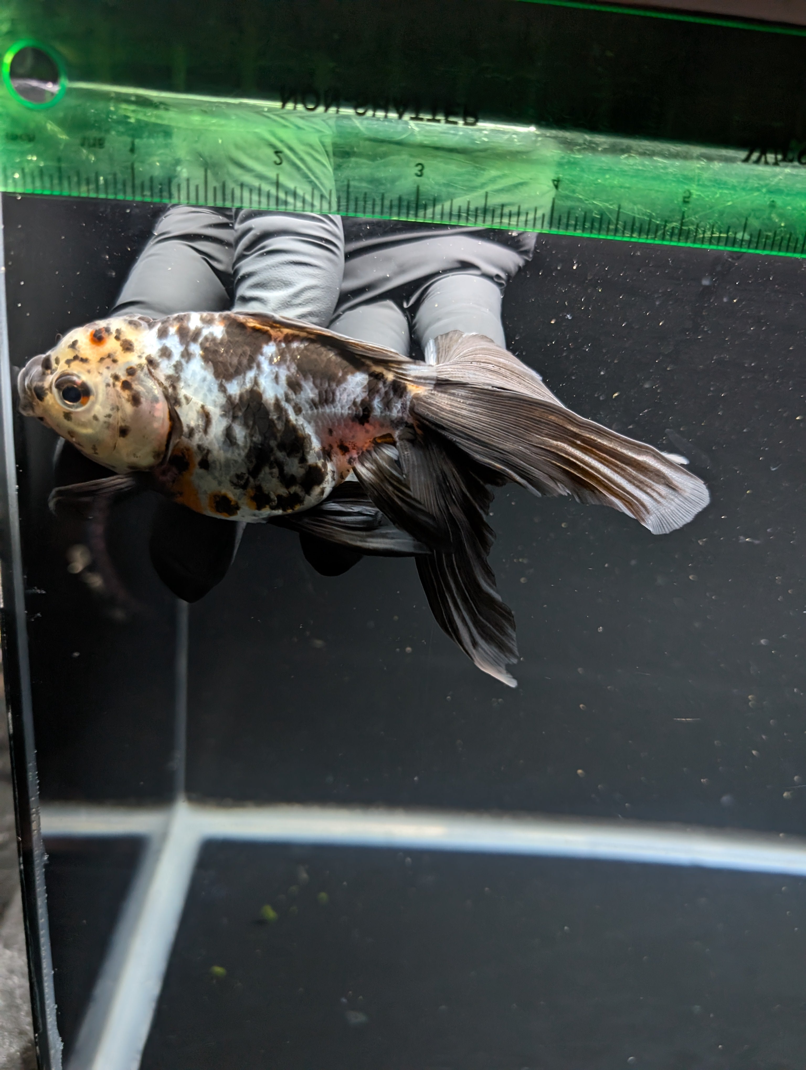 Calico Oranda 5"in. ID#821LB2A-62