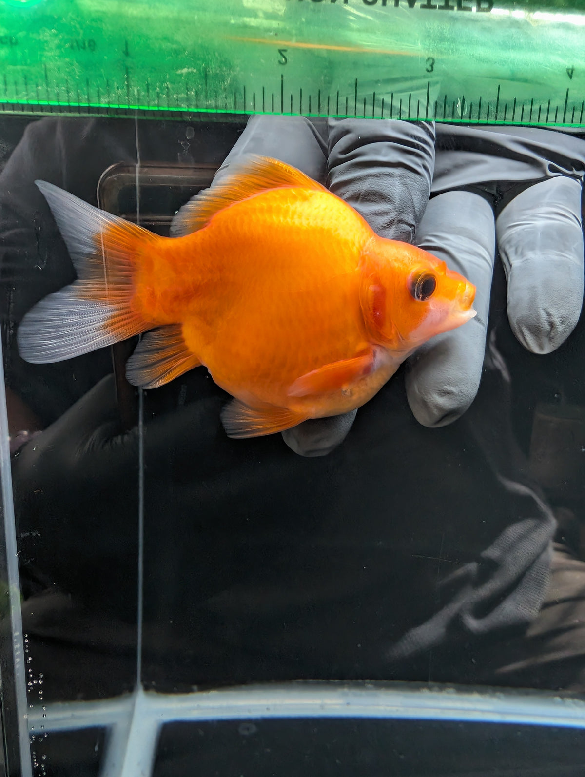 Tamasaba Sakura 3.5"in. ID#1023TM1B-028
