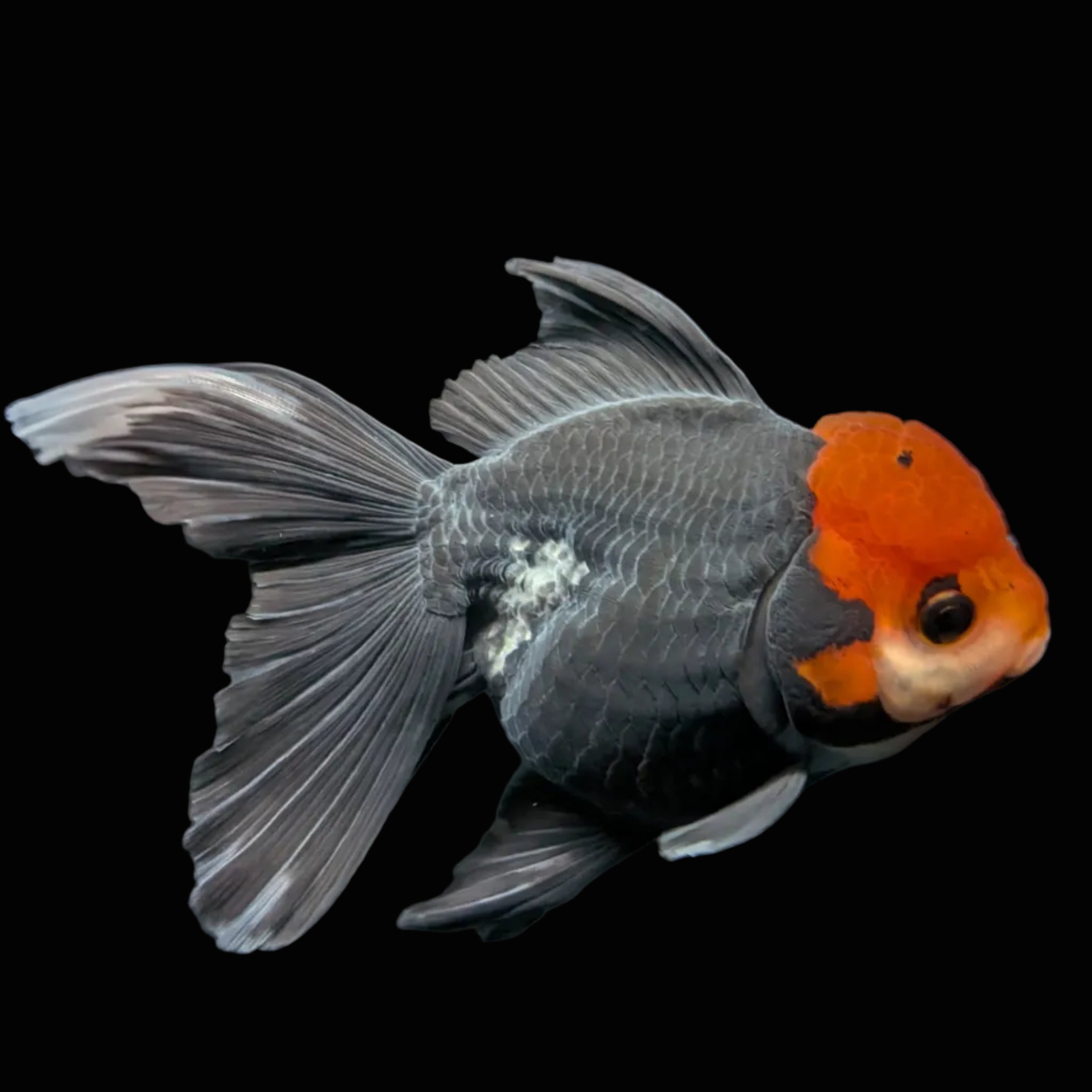 Thai Oranda Tricolor  4.5"-5"  ID#718T5B-004