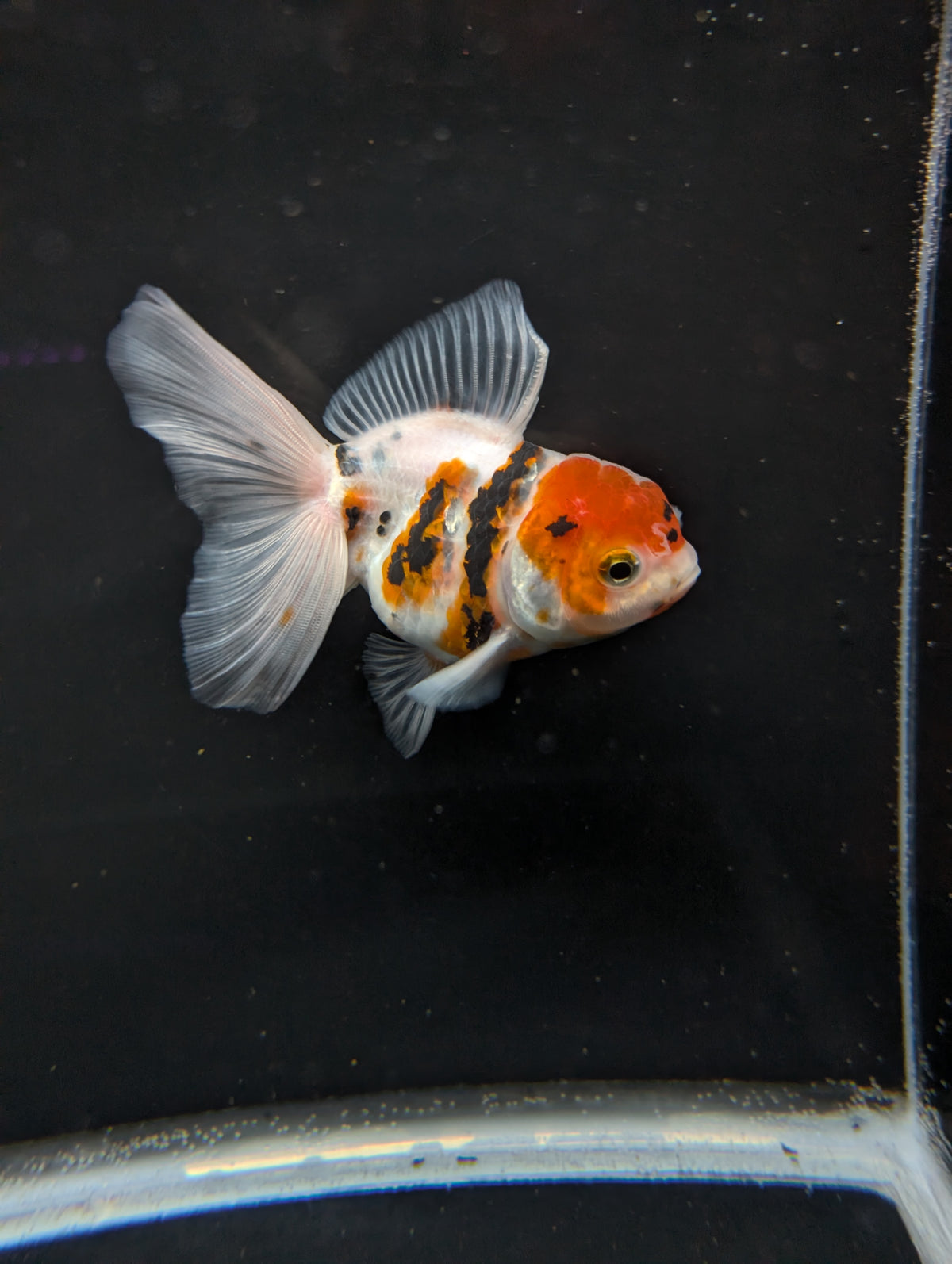Thai Oranda White Tiger Calico 4"-4.5"in.  ID#1016T1A-002