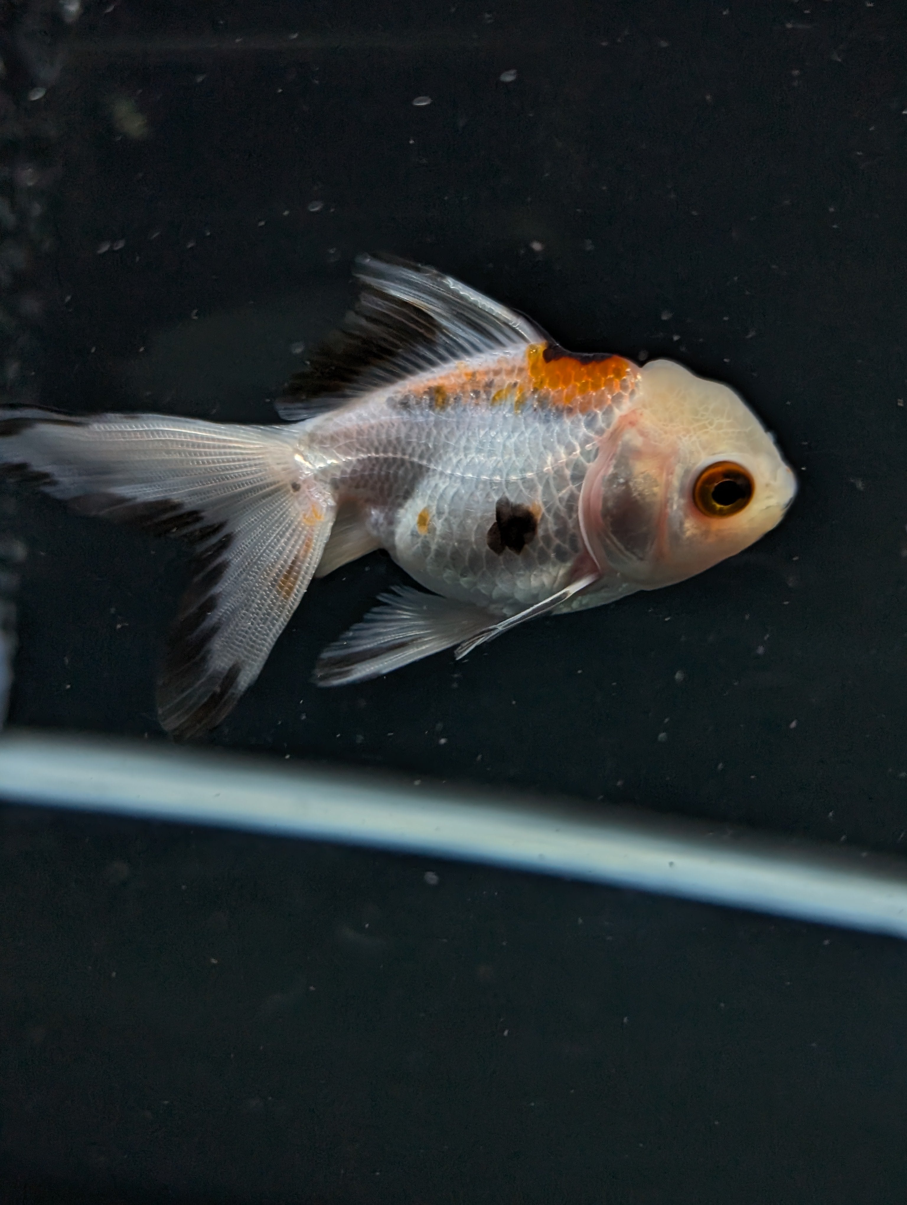 Juvenile Oranda  Tricolor 3"-3.5"in.  ID#619T1A-005