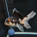 Thai Juvenile Oranda Tricolor 3"-3.5" in.  ID#626T1A-002
