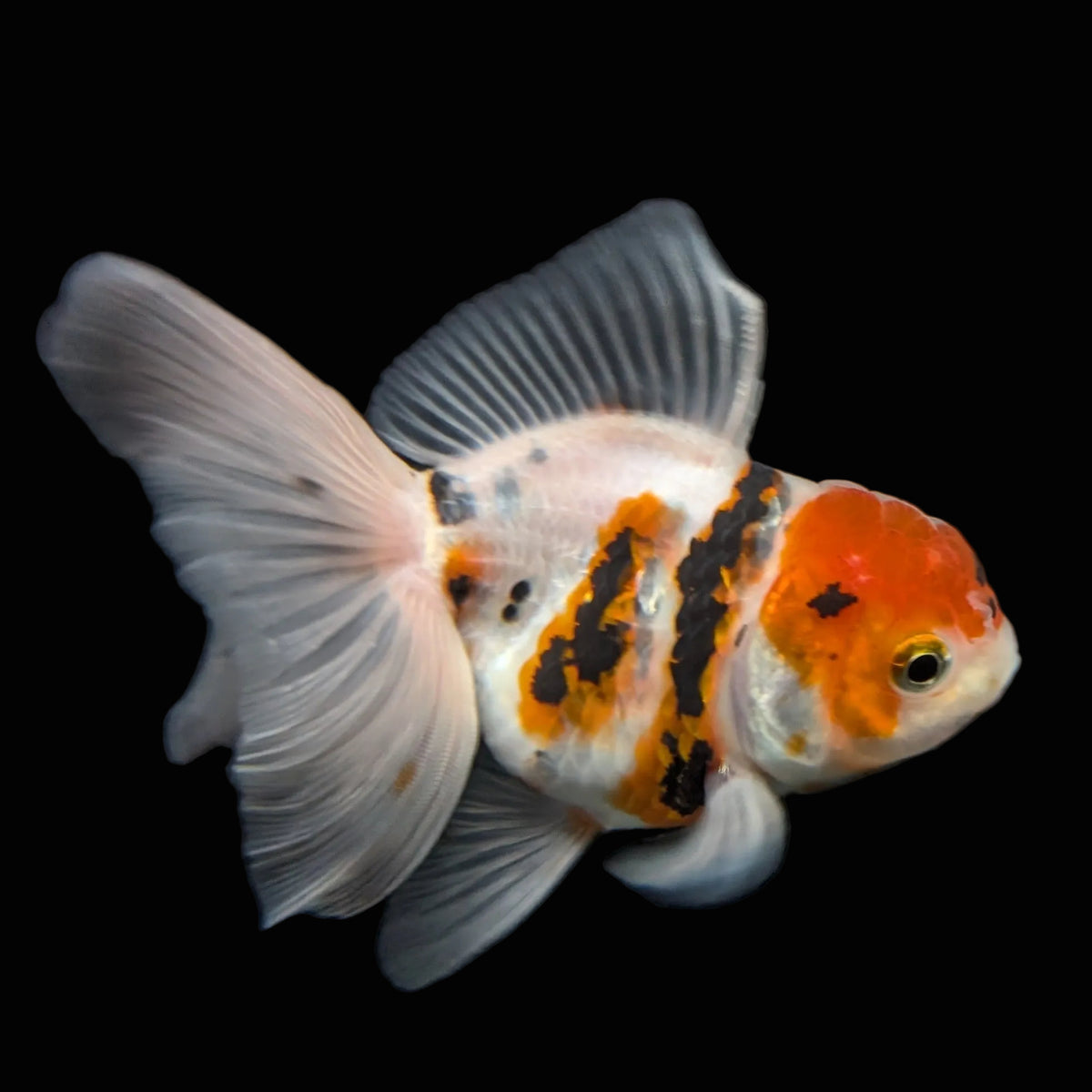 Thai Oranda White Tiger Calico 4"-4.5"in.  ID#1016T1A-002