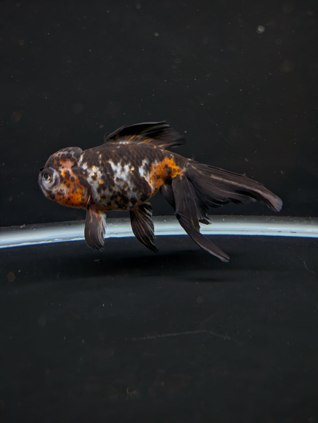 Calico Oranda 4.5"-5"in. ID#911LB2A-001