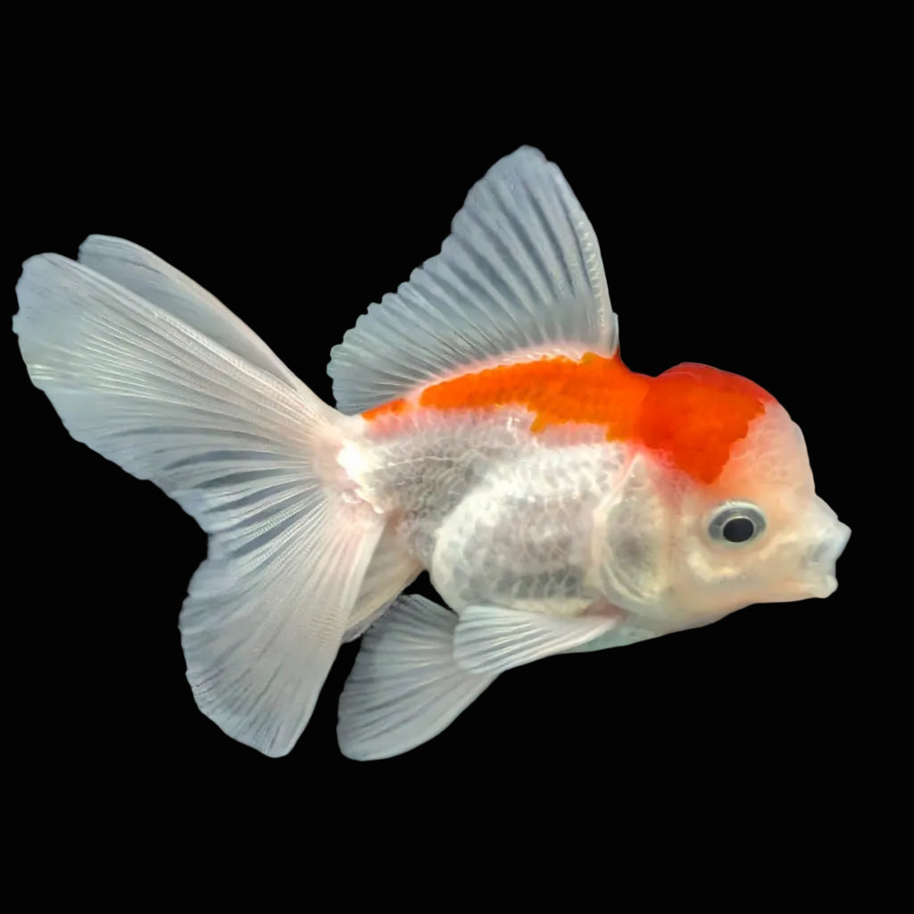 Juvenile Oranda Tricolor 3.5"-4" in.  ID#417T7A-001