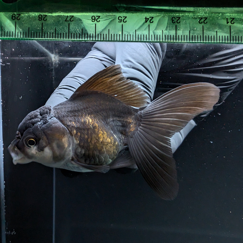 Thai Juvenile Oranda Panda 3"-3.5" in.  ID#724T1A-025