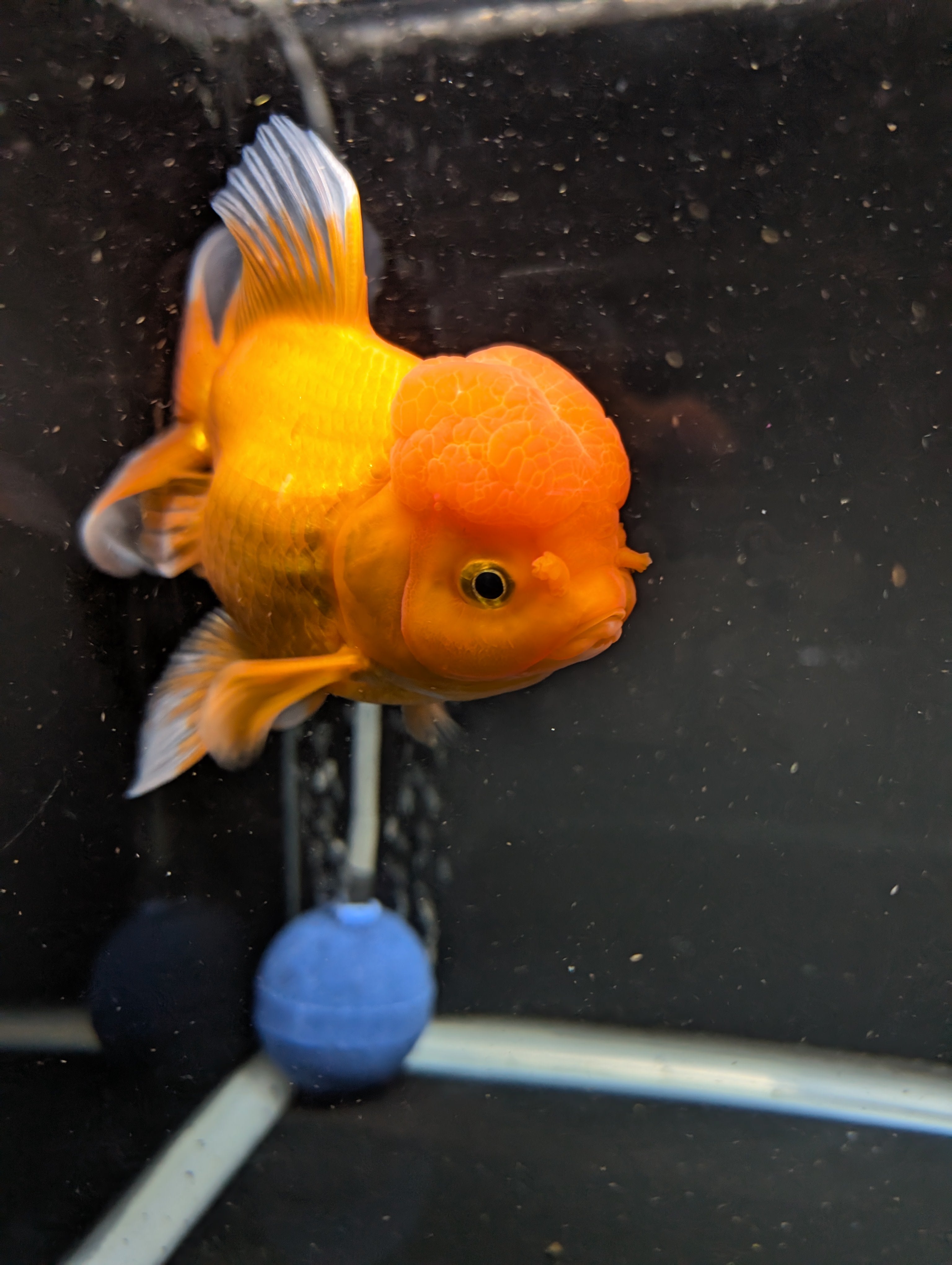 Jumbo Oranda Red White 6.5"-7"in.  ID#522T4B-002