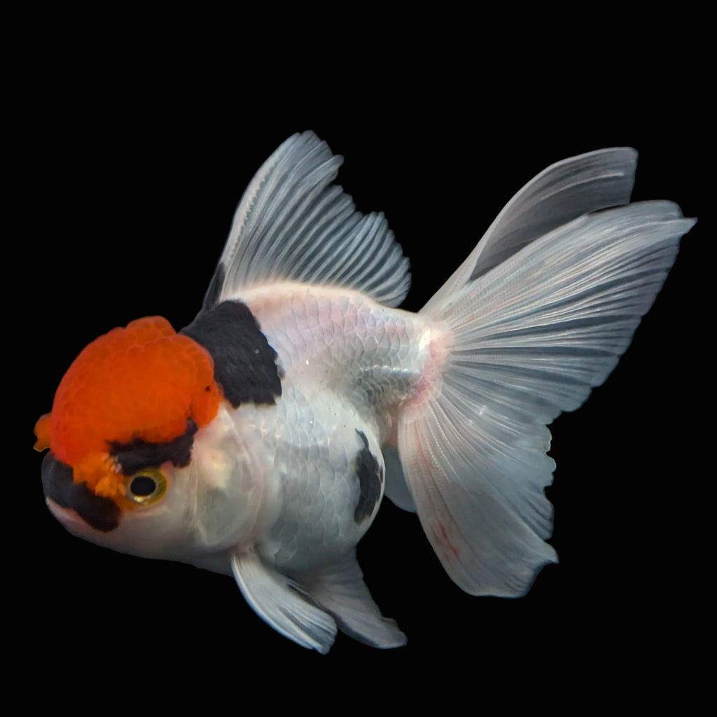 Thai Oranda Tricolor 4"-4.5"in.  ID#1016T1A-006
