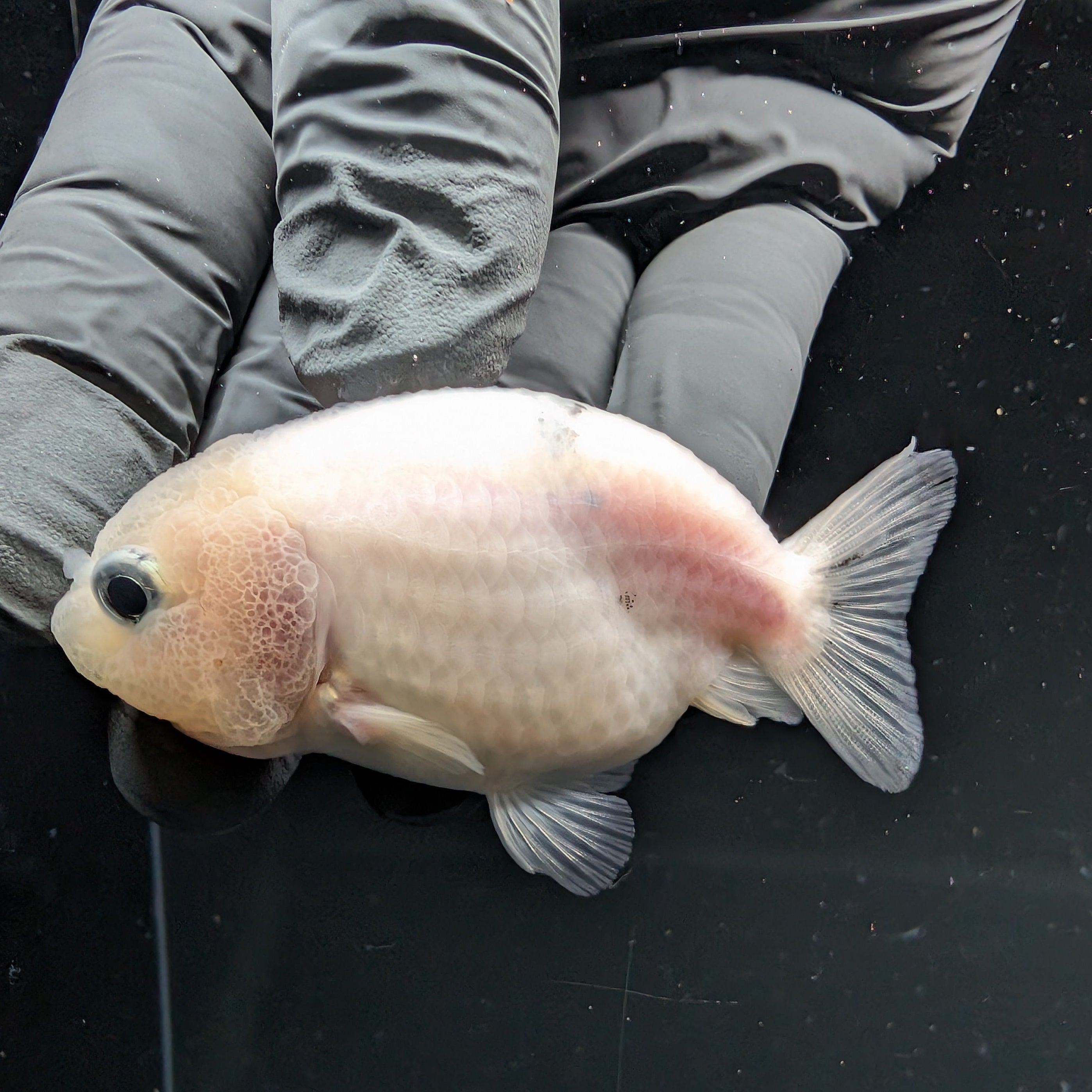Ranchu Calico 2.5"-3" in. ID#724R4A-026