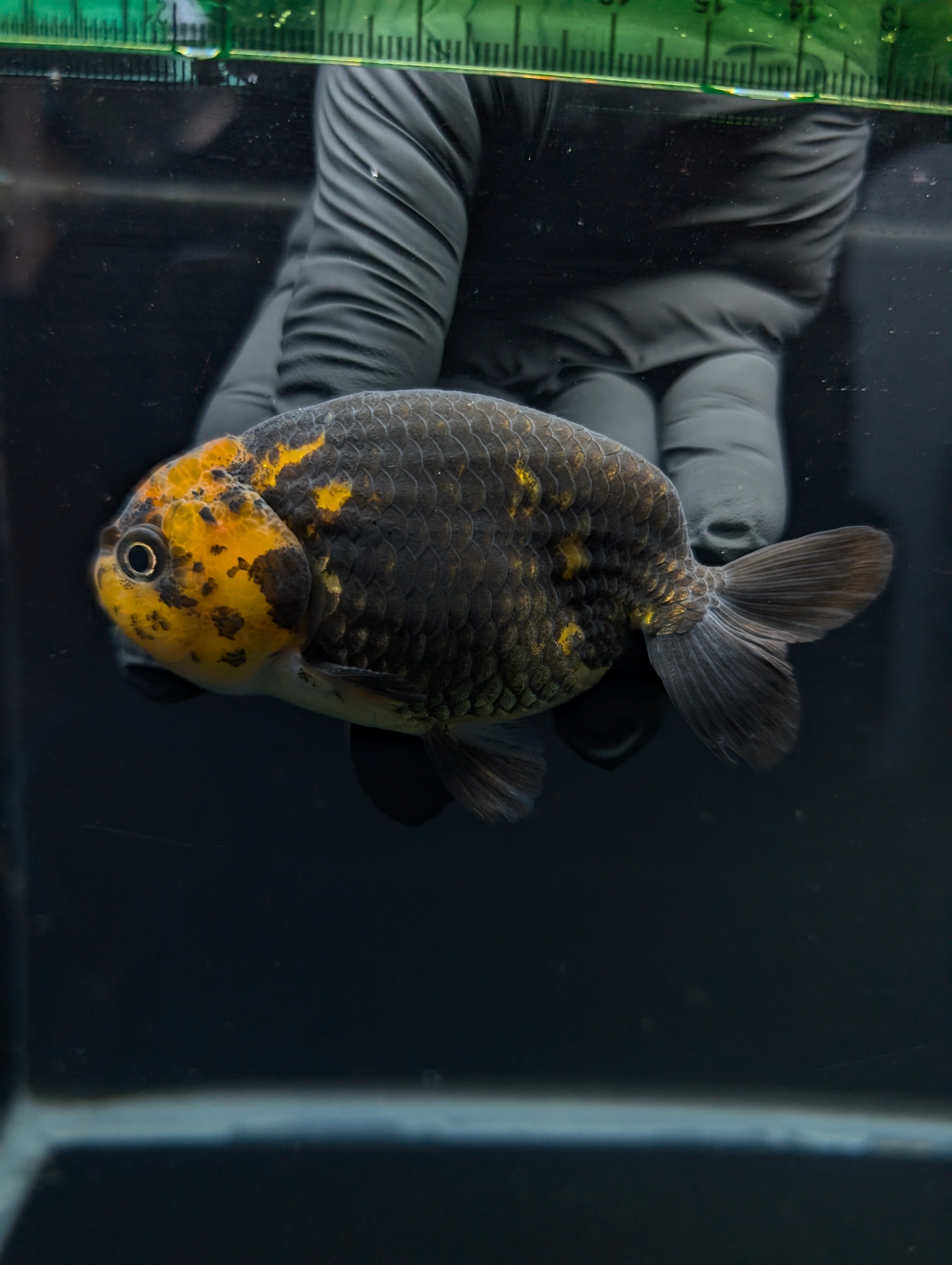 Jumbo Ranchu Calico 3.5"- 4" in. ID#717R8A-001