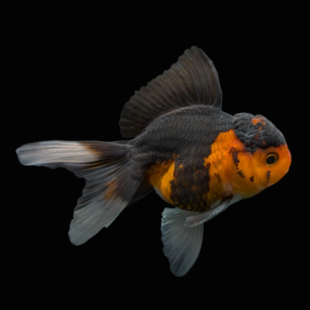 Juvenile Oranda Tricolor 3.5"-4" in.  ID#417T7A-010