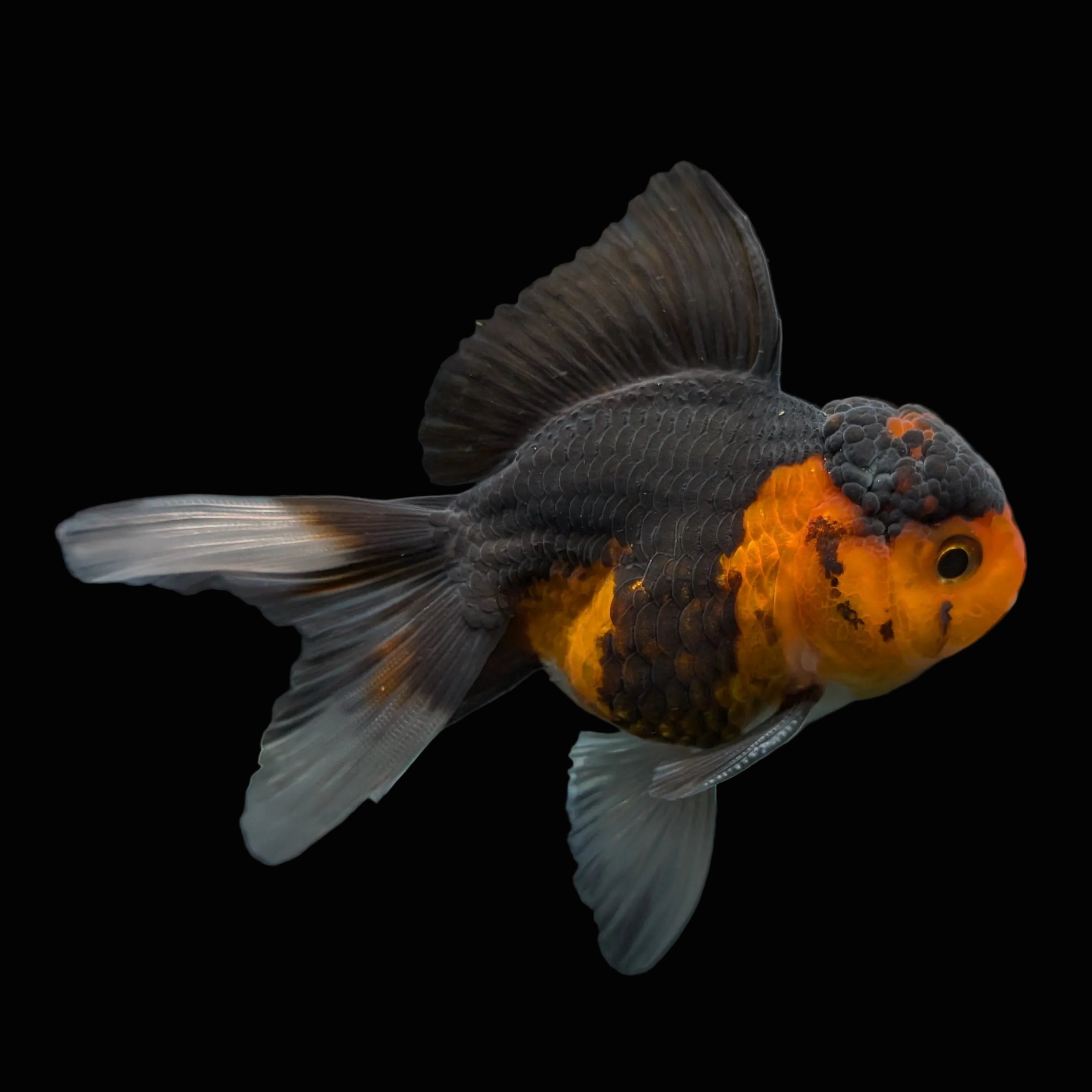 Juvenile Oranda Tricolor 3.5"-4" in.  ID#417T7A-010