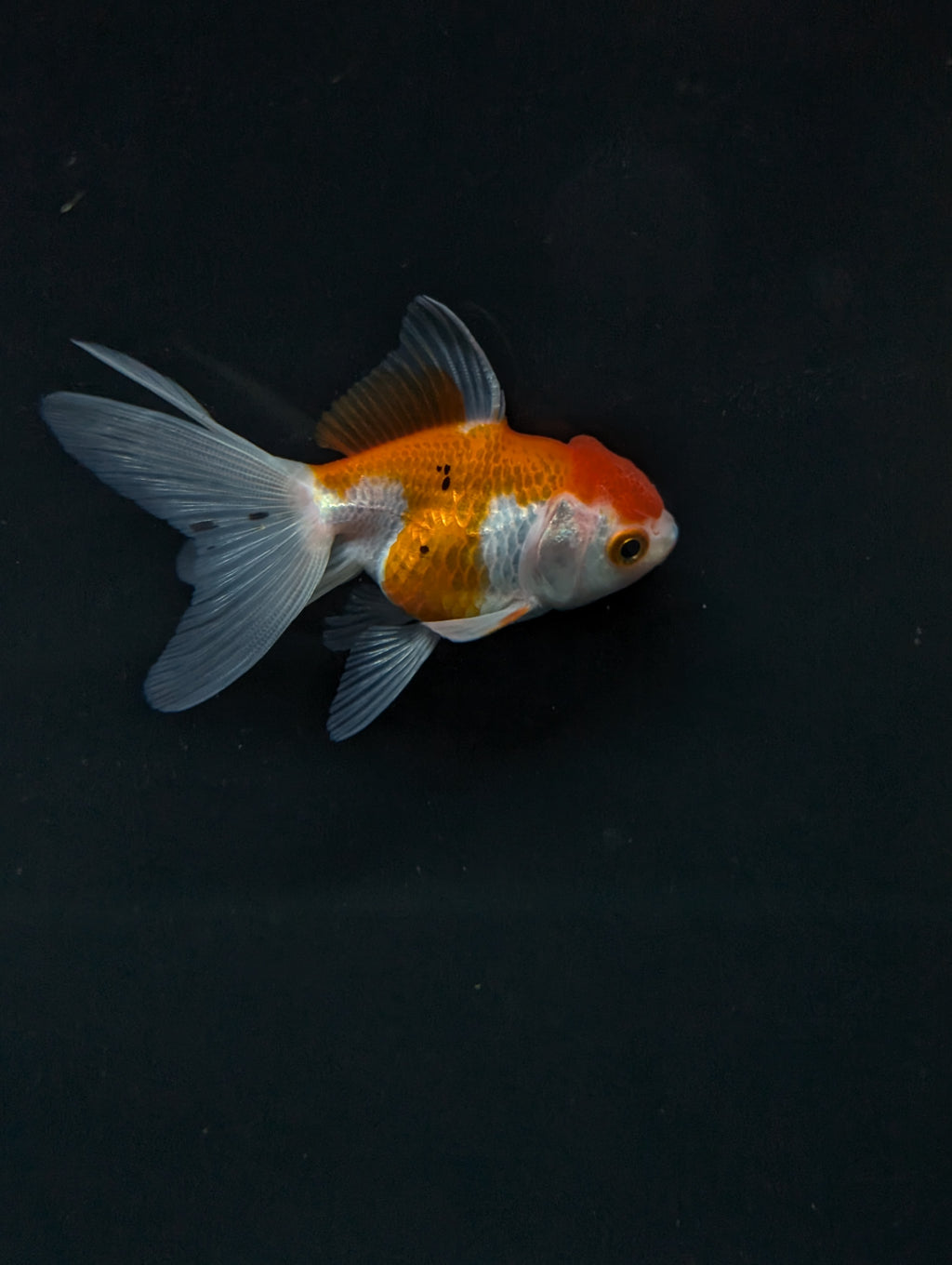 Juvenile Oranda  Red White 3"-3.5"in.  ID#619T1A-003