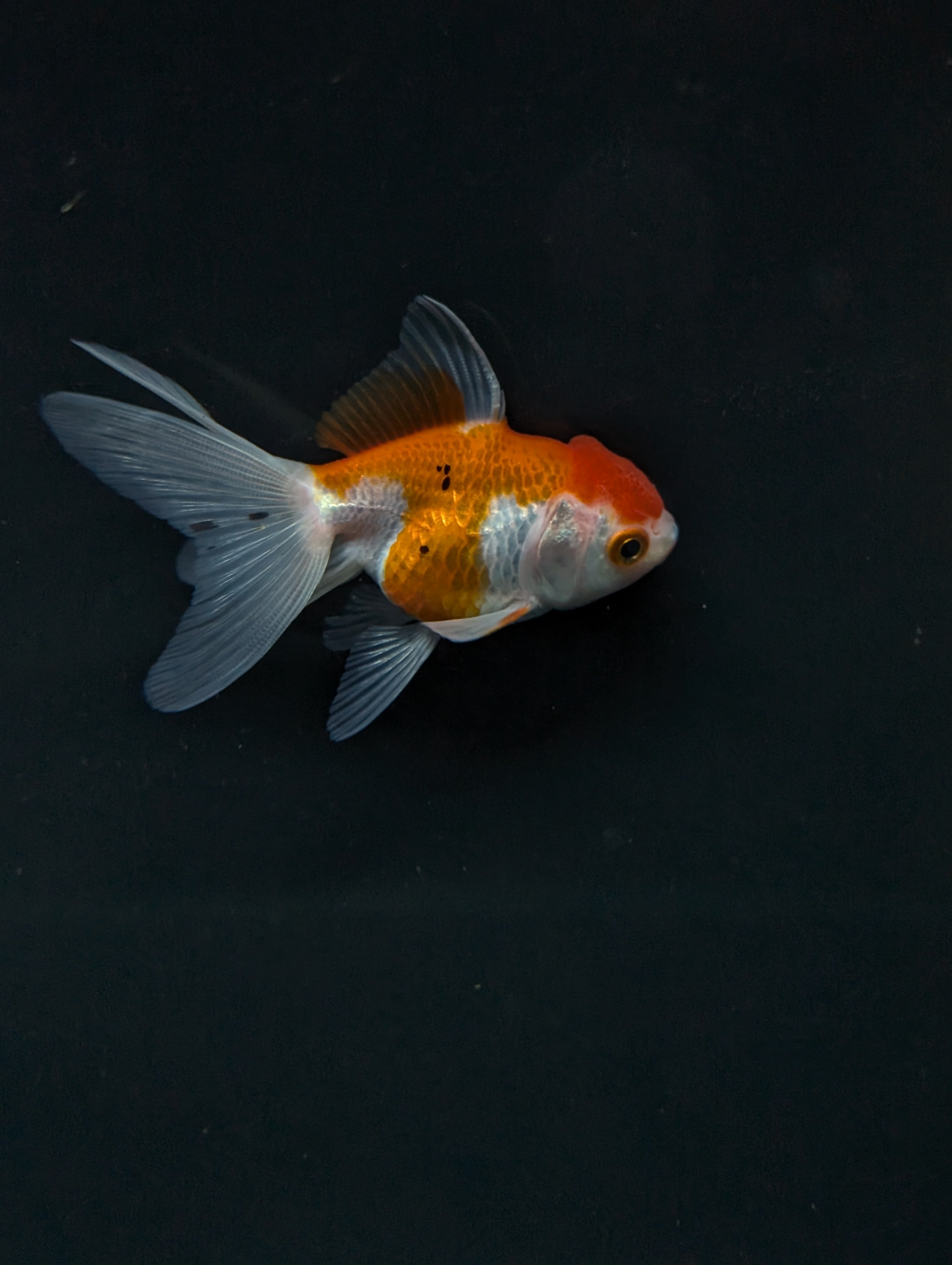 Juvenile Oranda  Red White 3"-3.5"in.  ID#619T1A-003