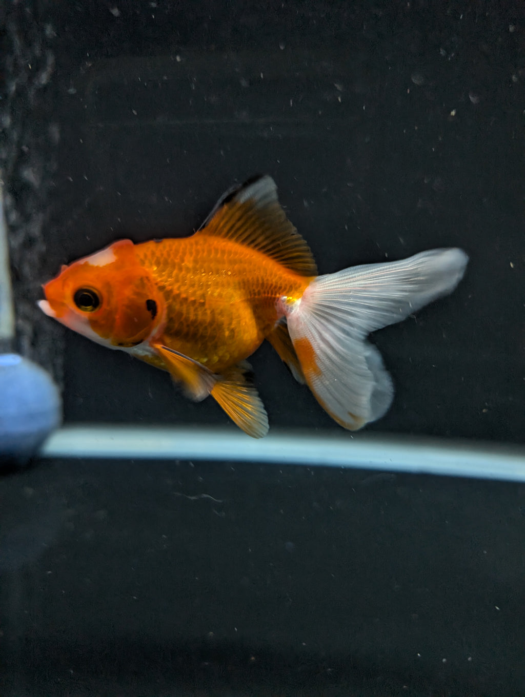 Juvenile Oranda  Red White 3"-3.5"in.  ID#619T1A-017