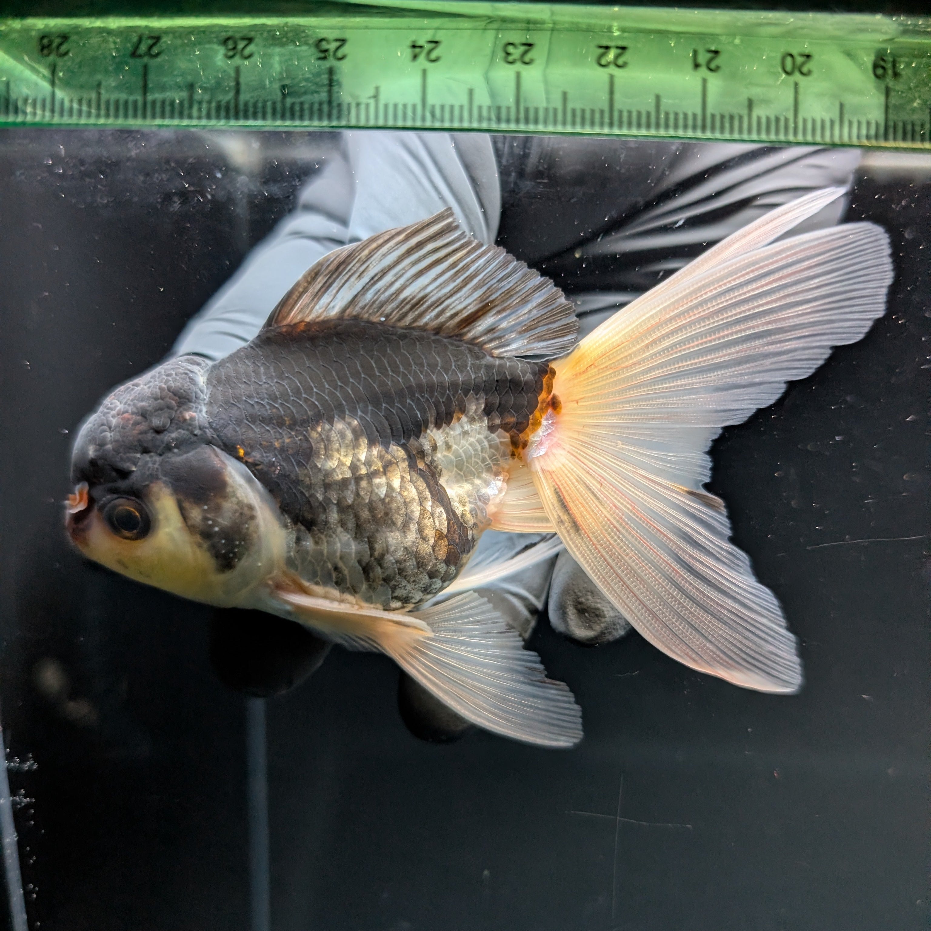Thai Juvenile Oranda Panda 3.5"-4"in.  ID#724T1A-024