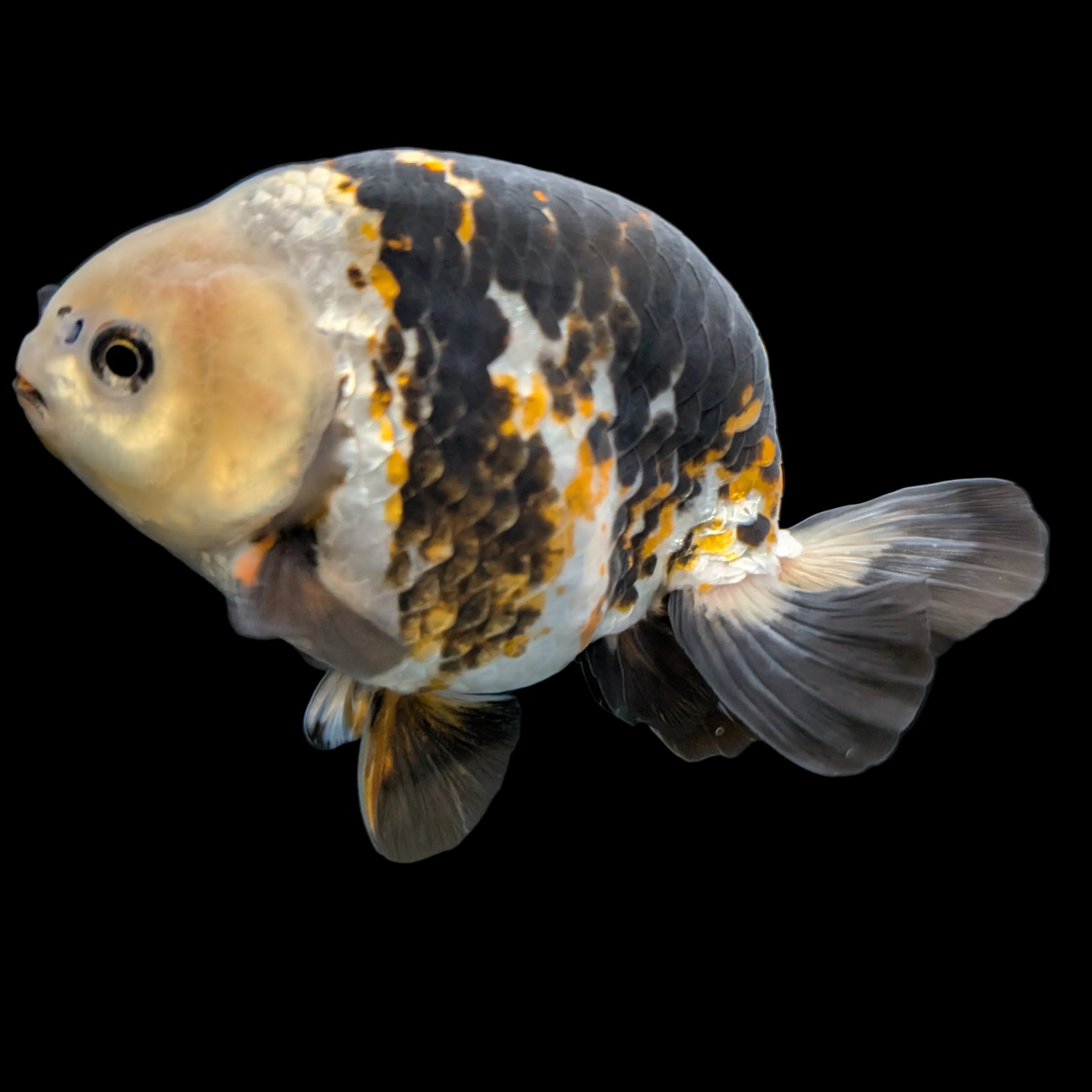 Jumbo Ranchu  AA Grade *Special Color Calico 5"-5.5" in. ID#116R4B-02