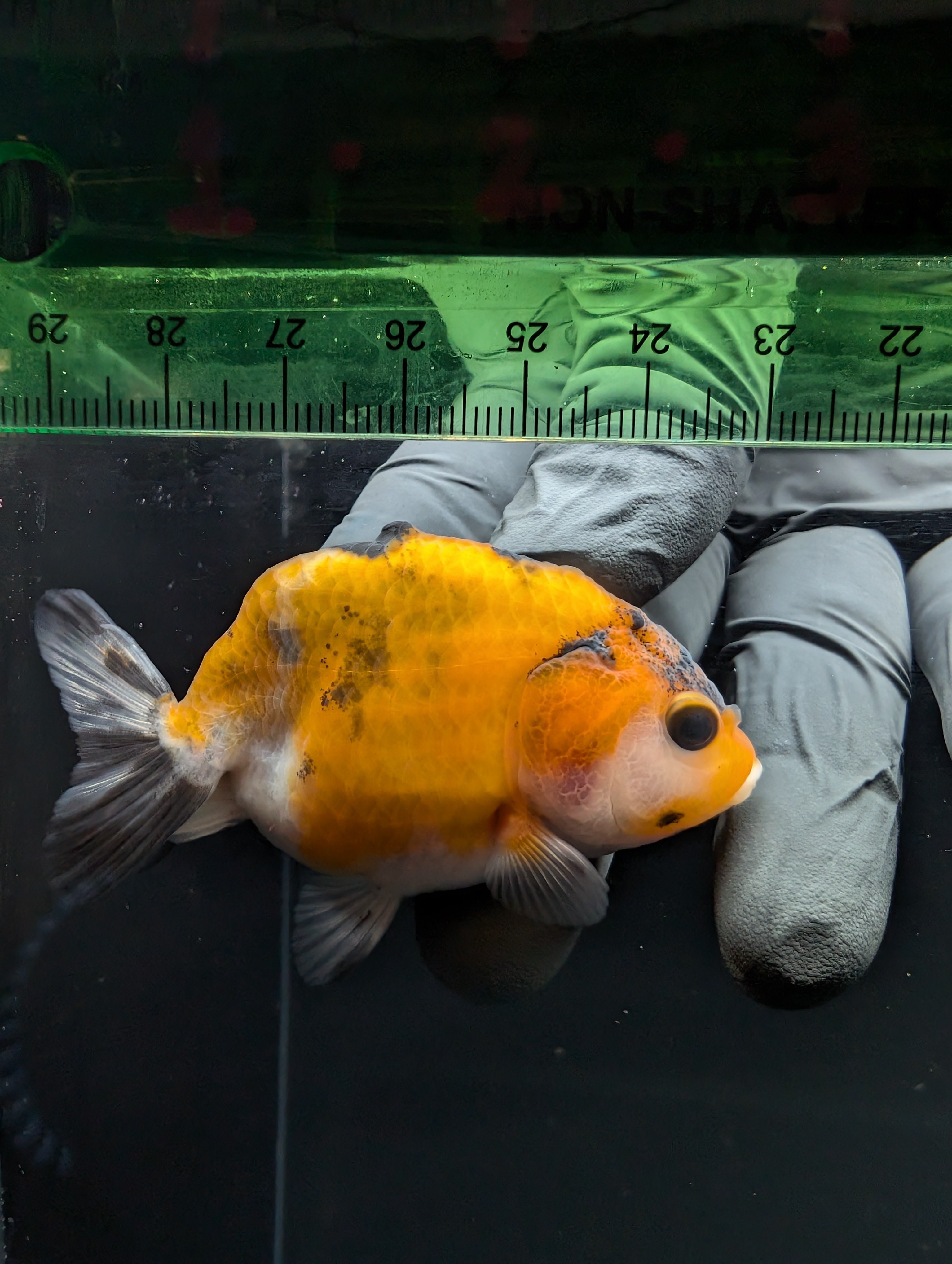 Ranchu Calico 2.5"-3" in. ID#717R4A-009