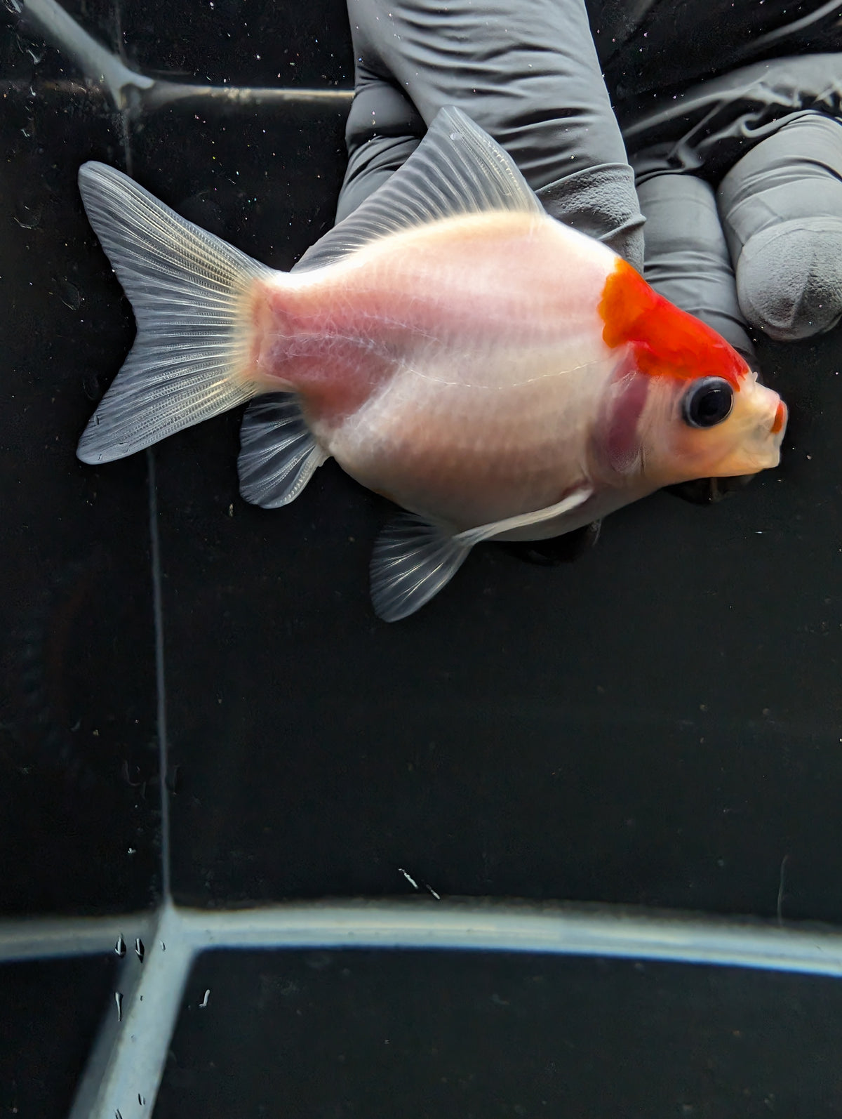 Tamasaba Red White 3"-3.5" in. ID#1009TM1B-002