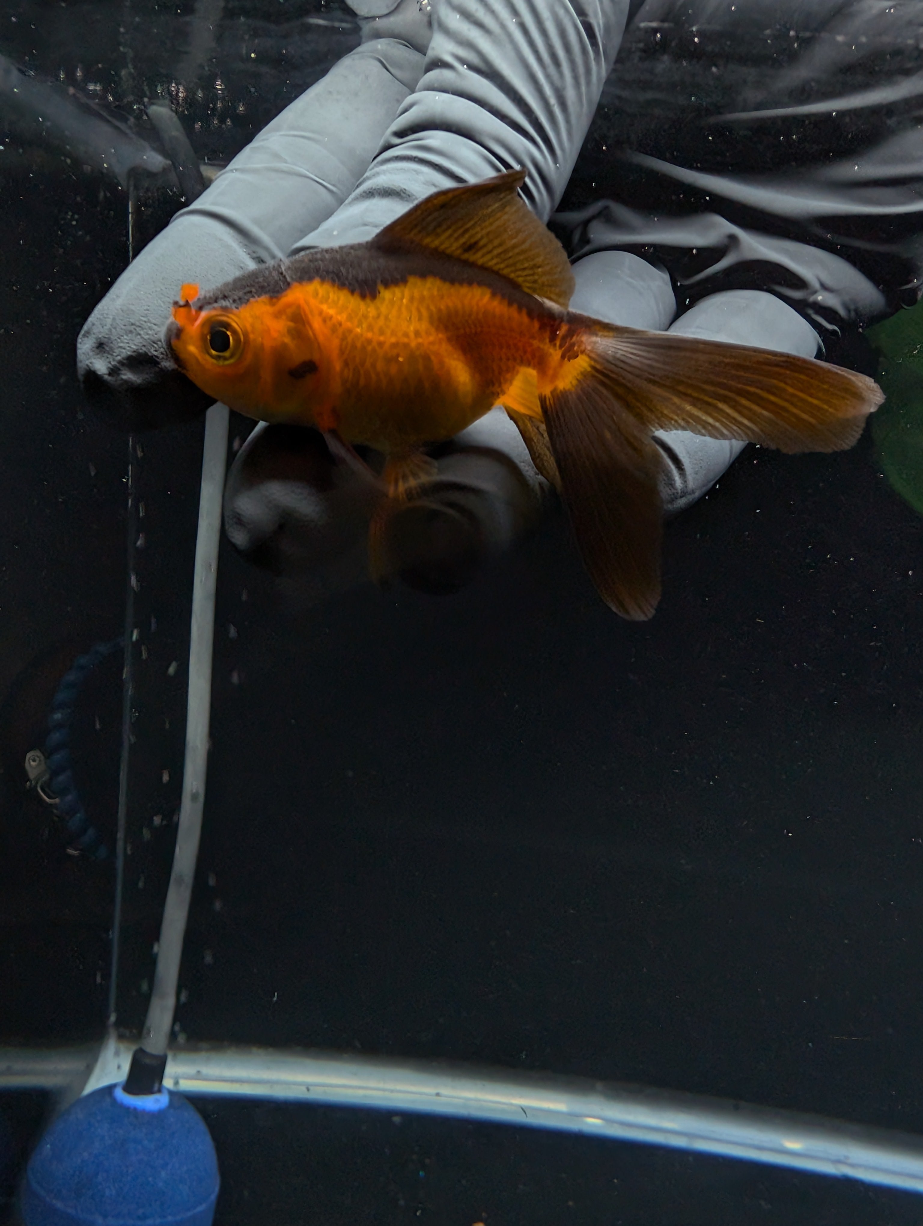 Juvenile Oranda Red Black 3"-3.5"in.  ID#529T1A-055