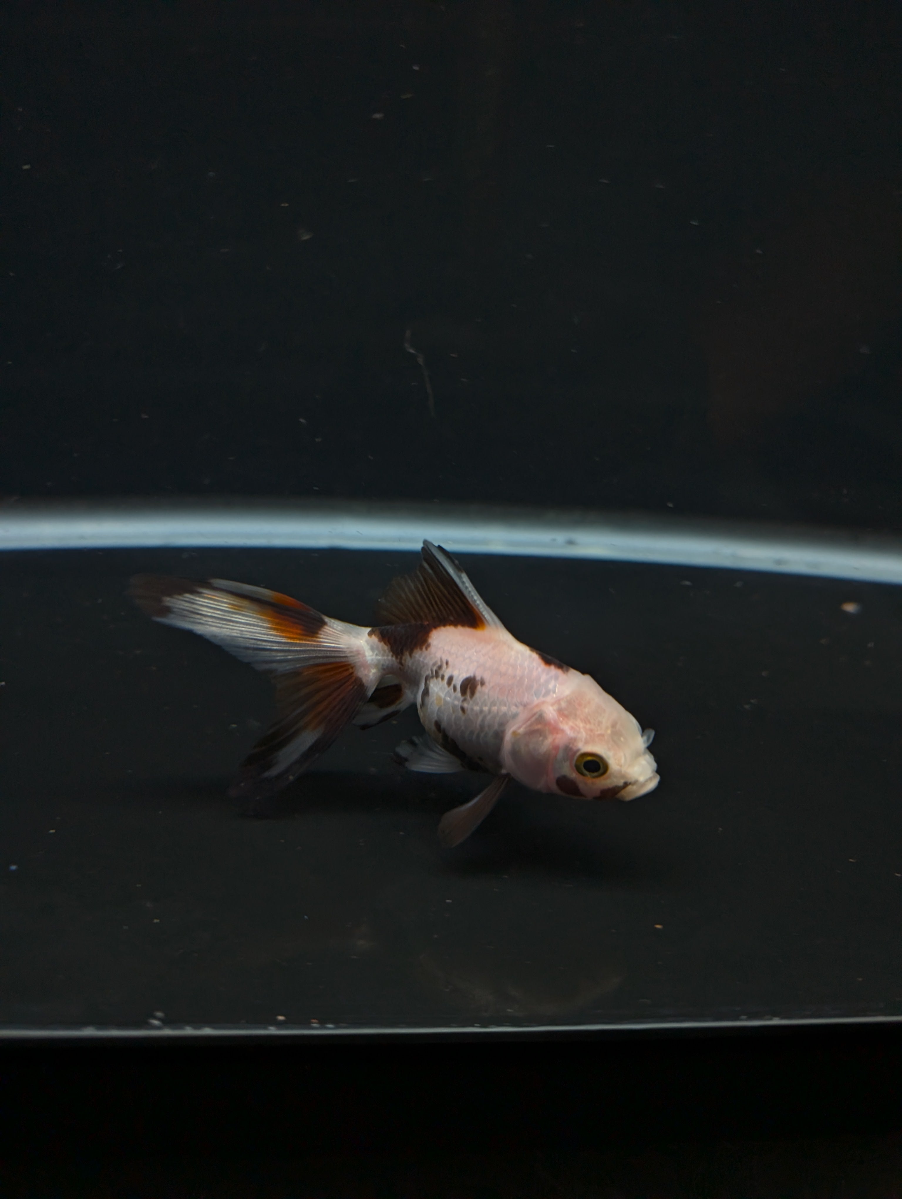 Juvenile Oranda  Tricolor 3"-3.5"in.  ID#619T1A-019