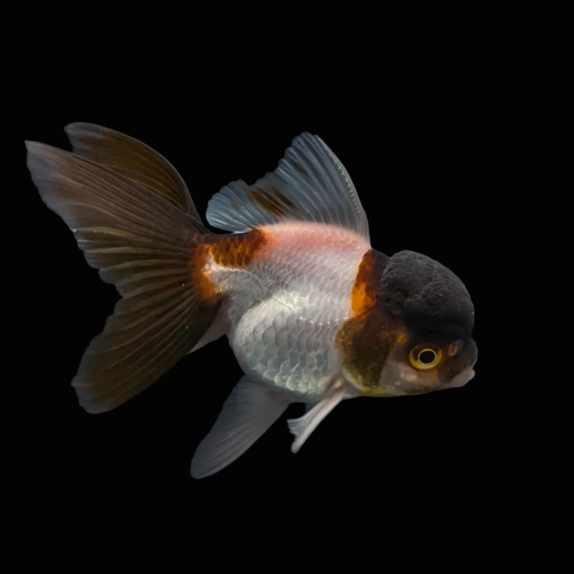 Juvenile Oranda Panda 3.5"-4" in.  ID#327T13b-036