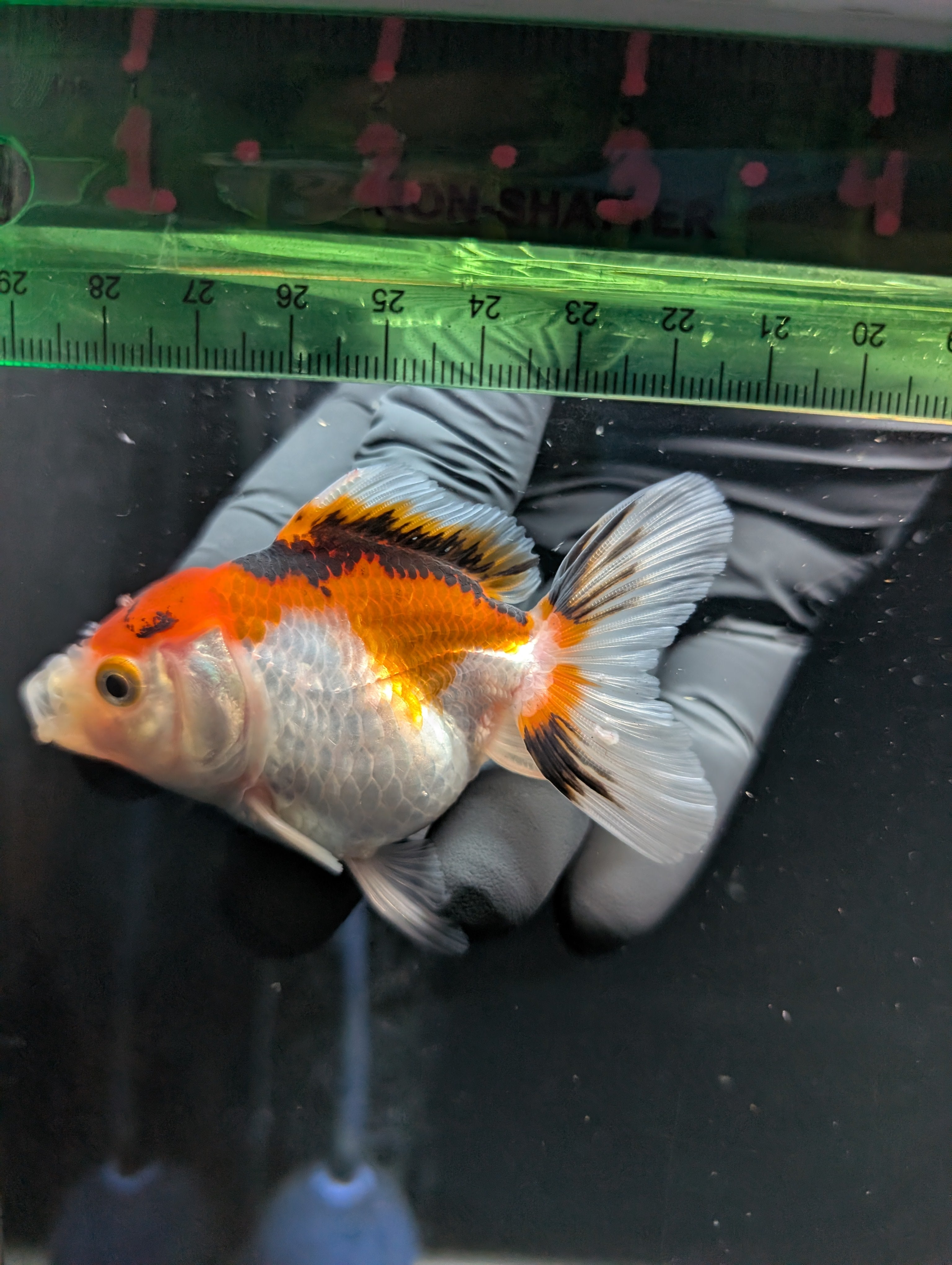 Thai Juvenile Oranda Tricolor 3"-3.5" in.  ID#626T1A-004