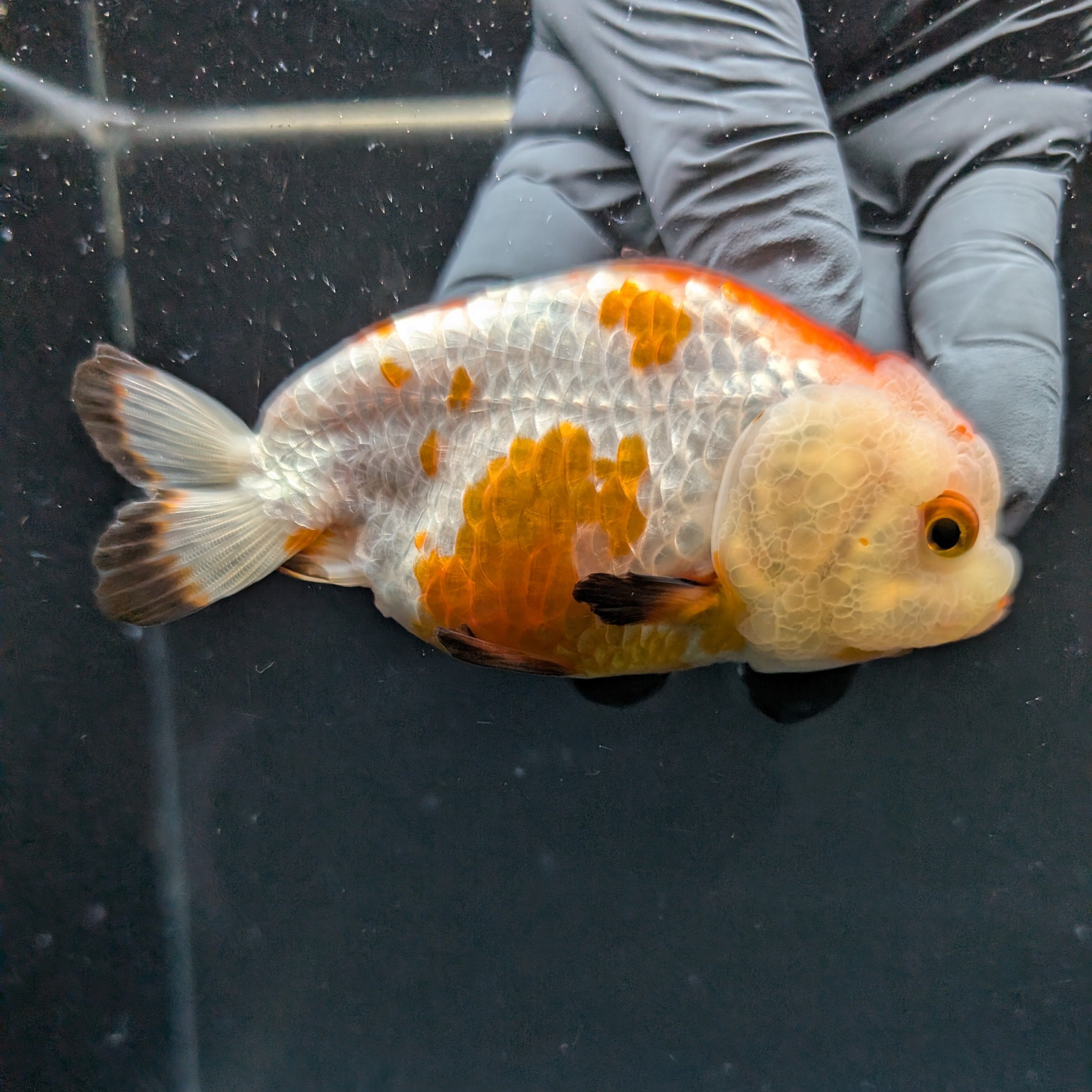 Ranchu Tricolor 4"in. ID#828R4A-027