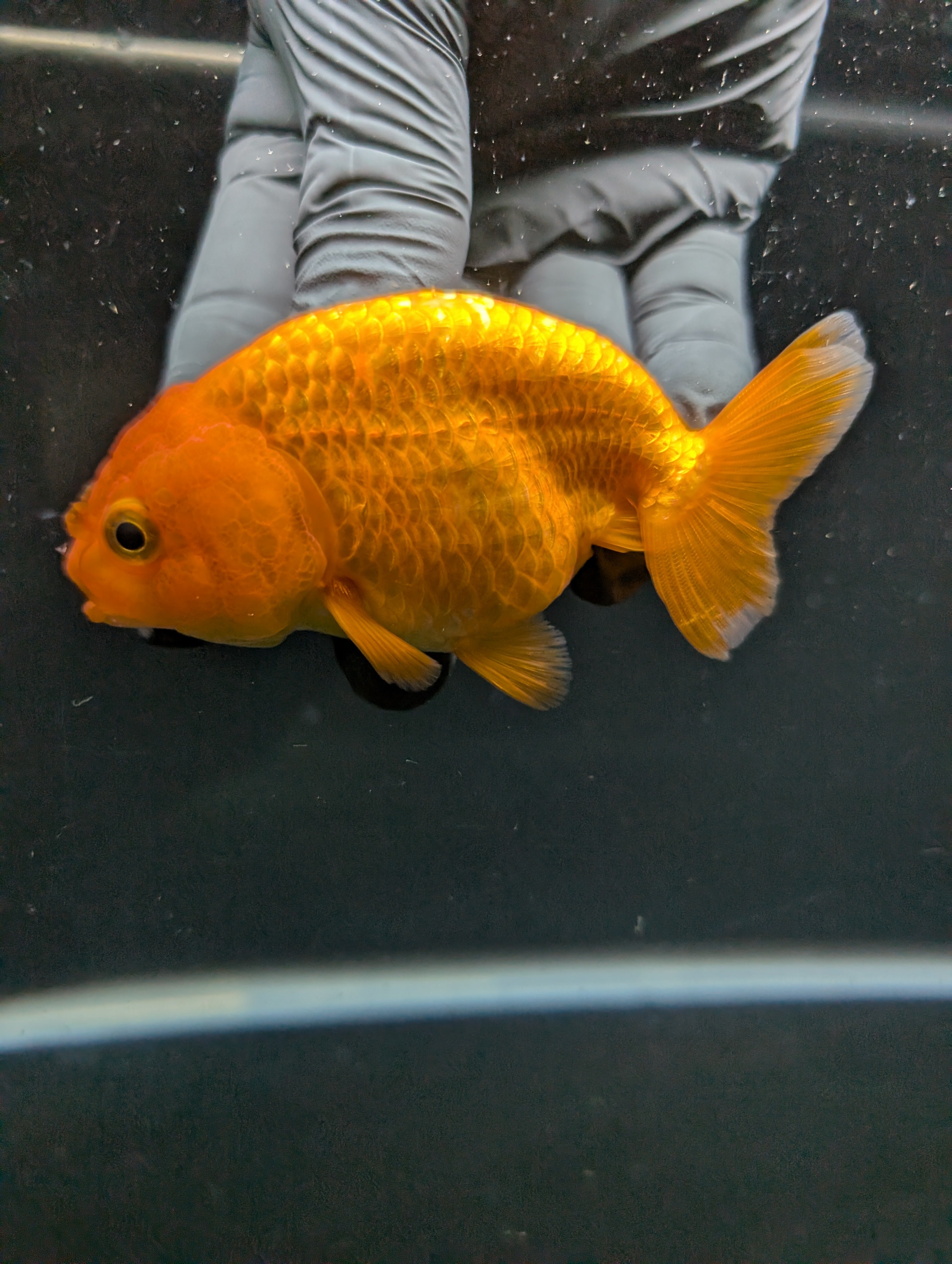 Ranchu Red White 3.5"-4"in. ID#828R4A-025