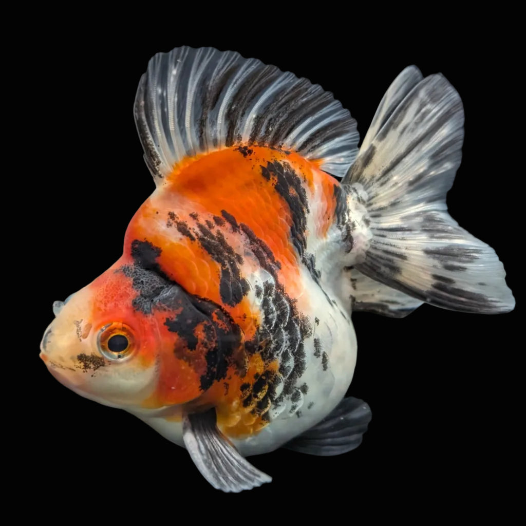 Jumbo Ryukin Short Tail Kirin Calico 4"-4.5" in. ID#3204B-006