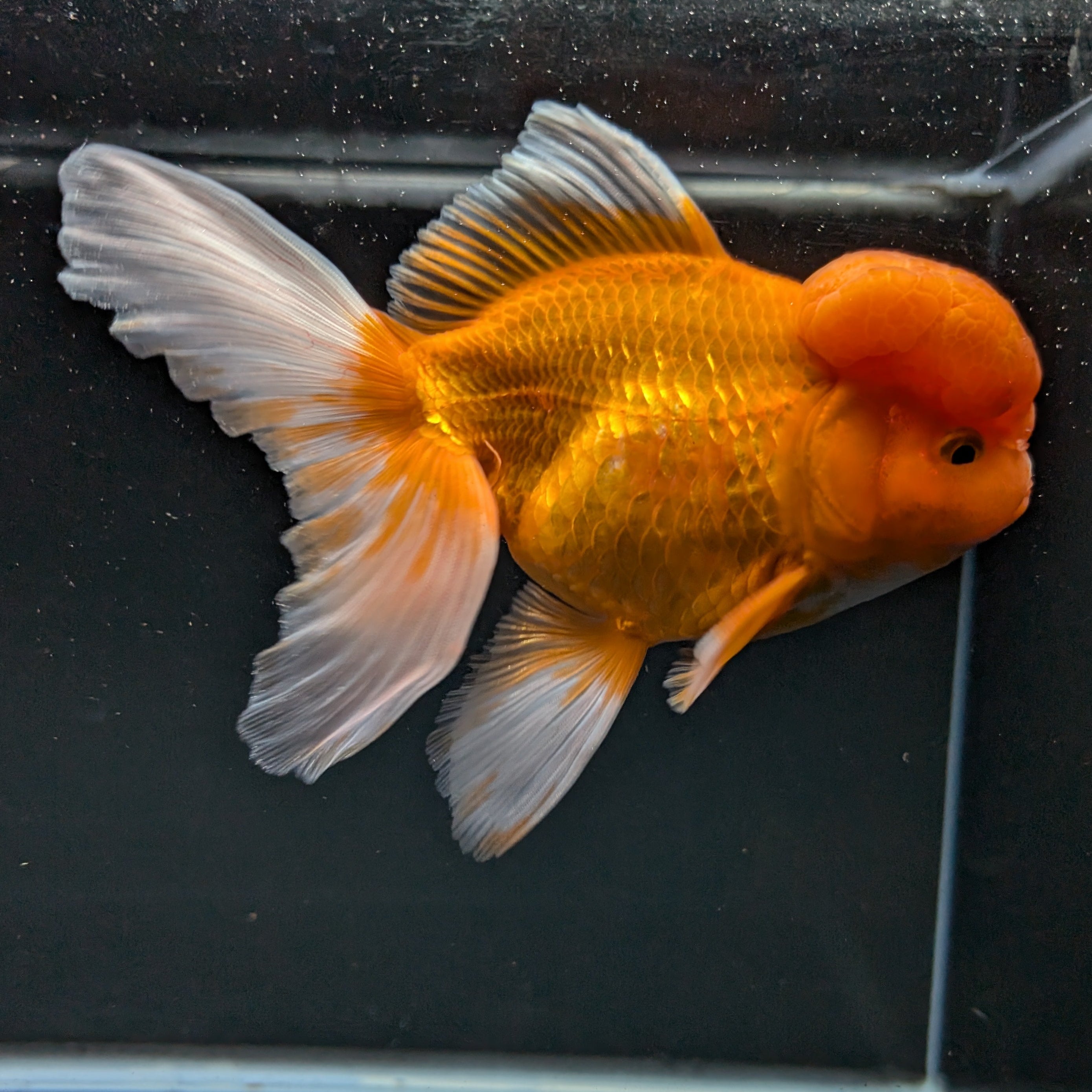 Jumbo Oranda Red White 6.5"-7"in.  ID#515T5B-002