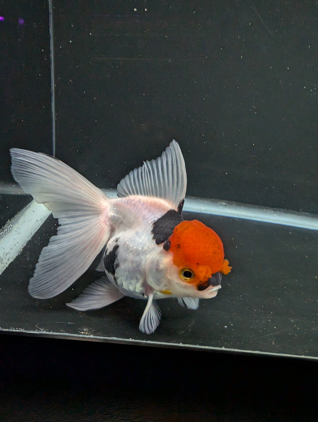 Thai Oranda Tricolor 4"-4.5"in.  ID#1016T1A-006