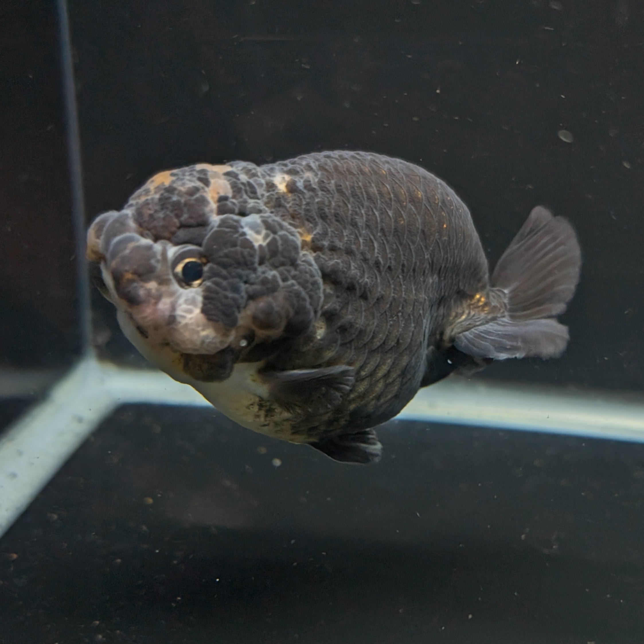 Jumbo Ranchu Calico 4"-4.5" in. ID#5153B-011 Please See Notes.