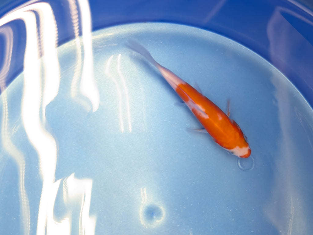 Kohaku Koi  4"in. ID#806BFK-023