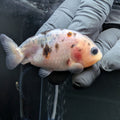 Ranchu Calico 3"-3.5" in. ID#522R4A-008
