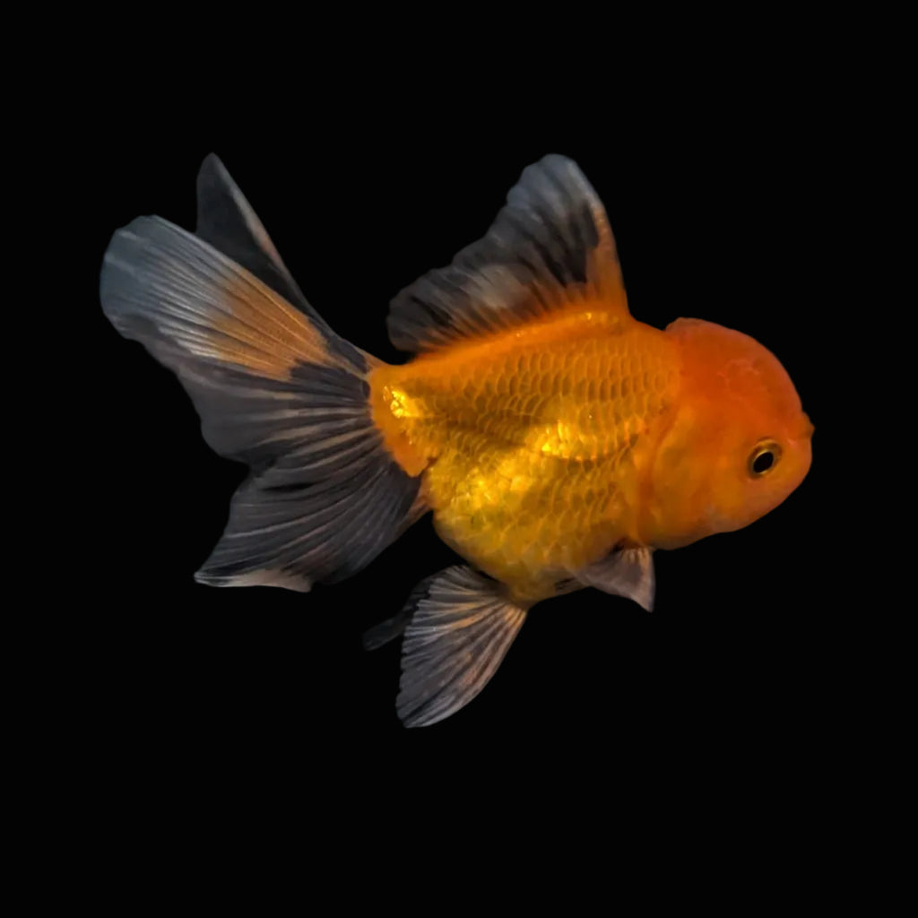 PEACH *Boss 501 Juvenile Oranda Tricolor 3.5"-4" in.  ID#501T2A-007