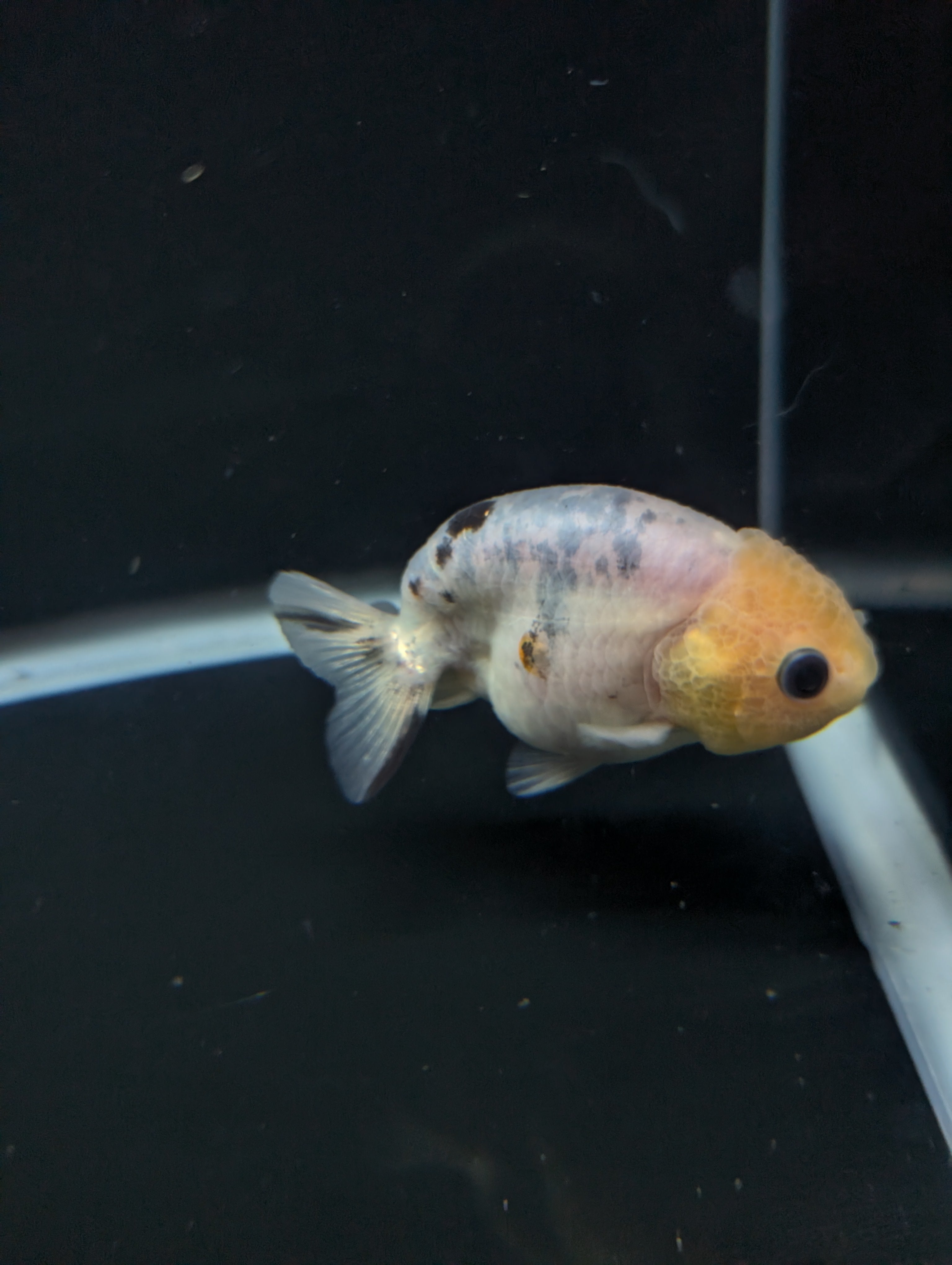 Ranchu Calico 3"-3.5" in. ID#501R13A-031